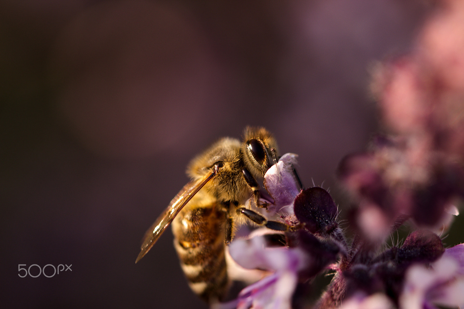 Canon EOS 600D (Rebel EOS T3i / EOS Kiss X5) + Canon EF 100mm F2.8L Macro IS USM sample photo. European honey bee photography