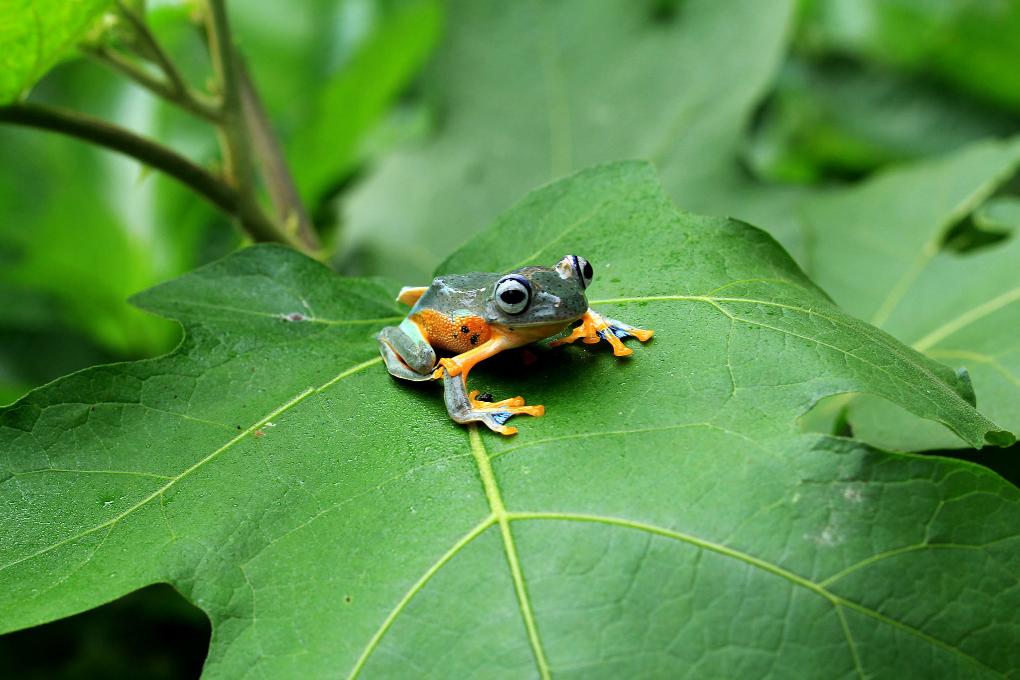 Canon EOS 60D + Canon EF 100mm F2.8L Macro IS USM sample photo. Frog photography