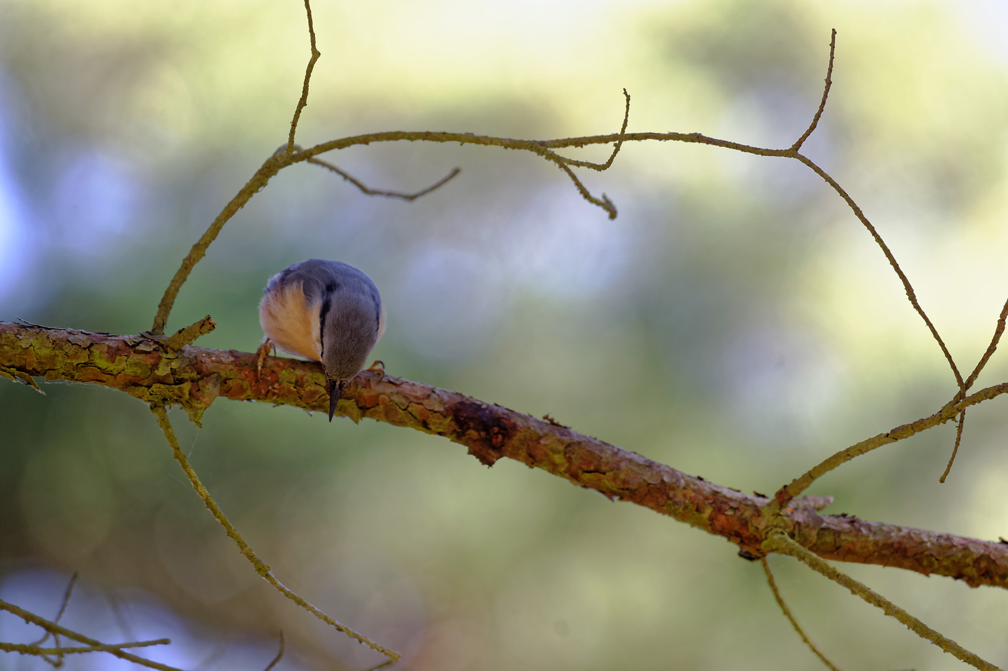 Nikon AF-S Nikkor 200-500mm F5.6E ED VR sample photo. Kleiber (sitta europaea) photography