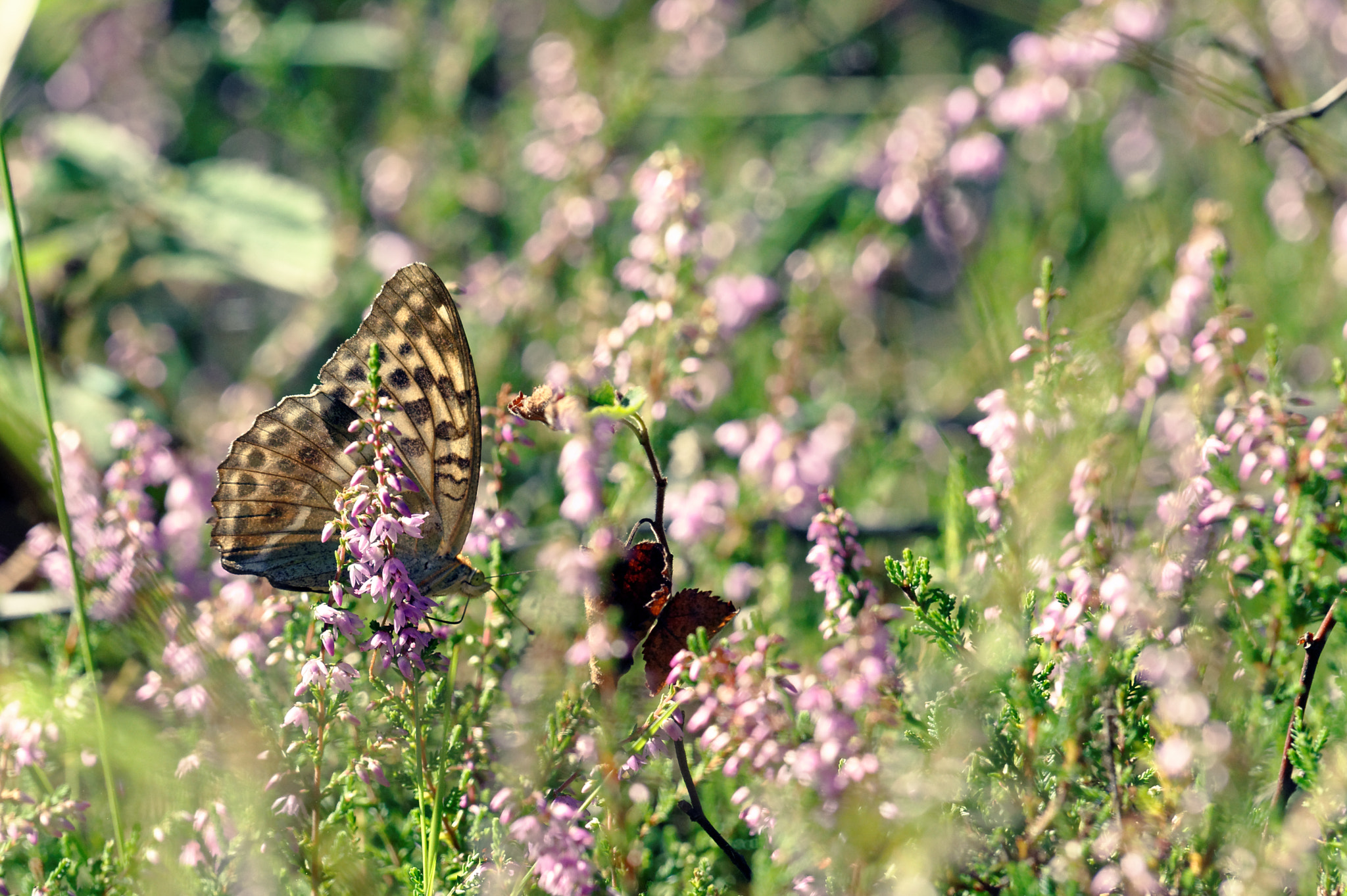 Nikon AF-S Nikkor 200-500mm F5.6E ED VR sample photo. Schmetterling im darßer wald photography