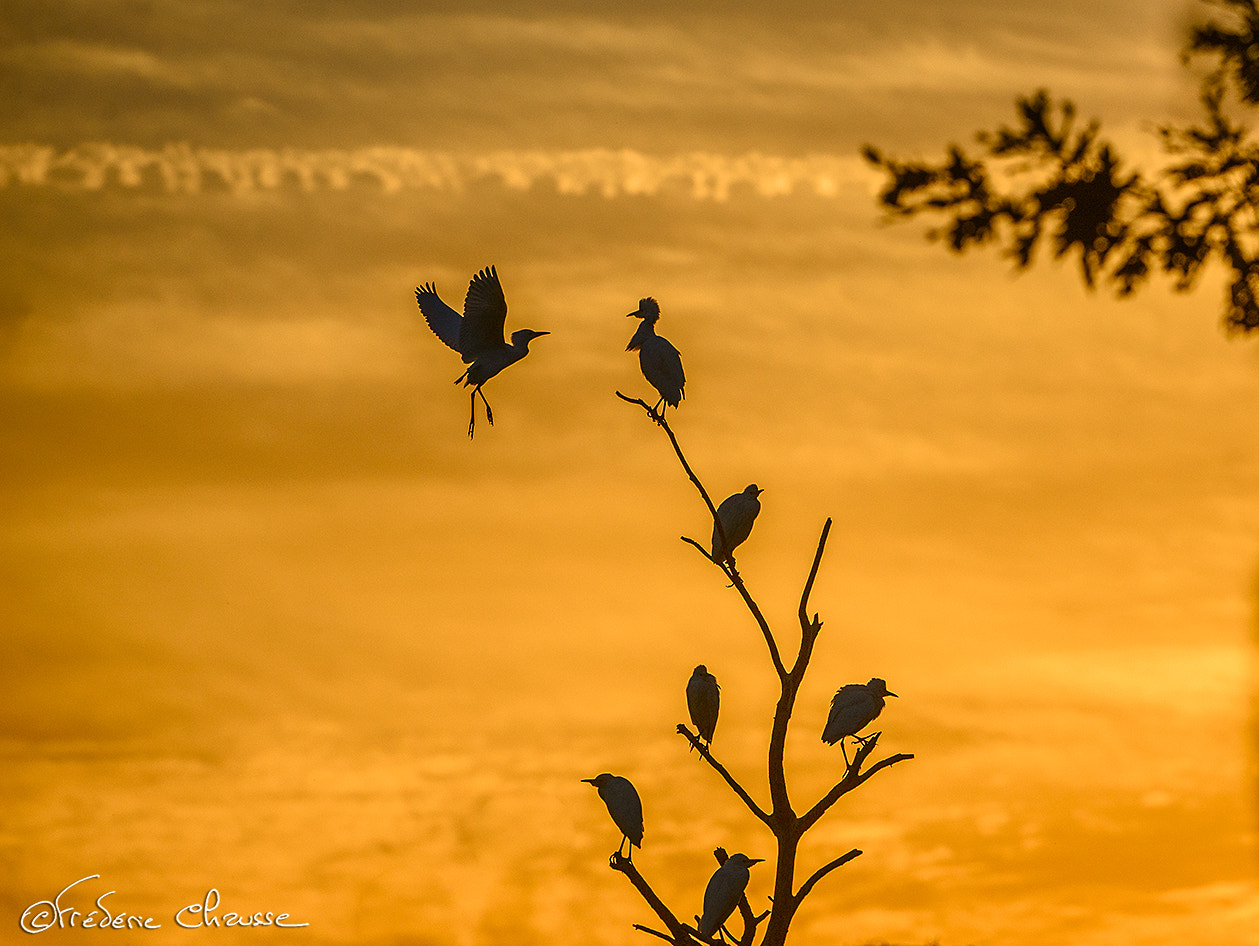 Nikon D800E + Nikon AF-S Nikkor 200-400mm F4G ED-IF VR sample photo. Western cattle egret photography