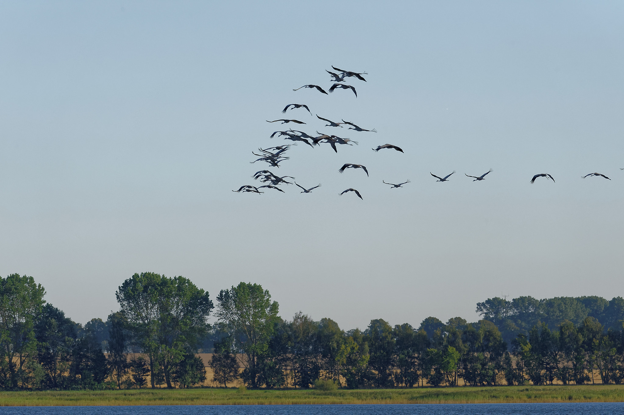 Nikon AF-S Nikkor 200-500mm F5.6E ED VR sample photo. Kraniche auf dem bodden photography