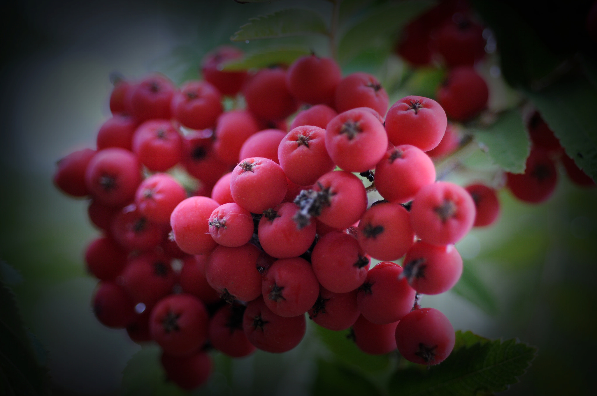 Nikon D300S + Nikon AF Micro-Nikkor 60mm F2.8D sample photo. The world of flowers 1 photography