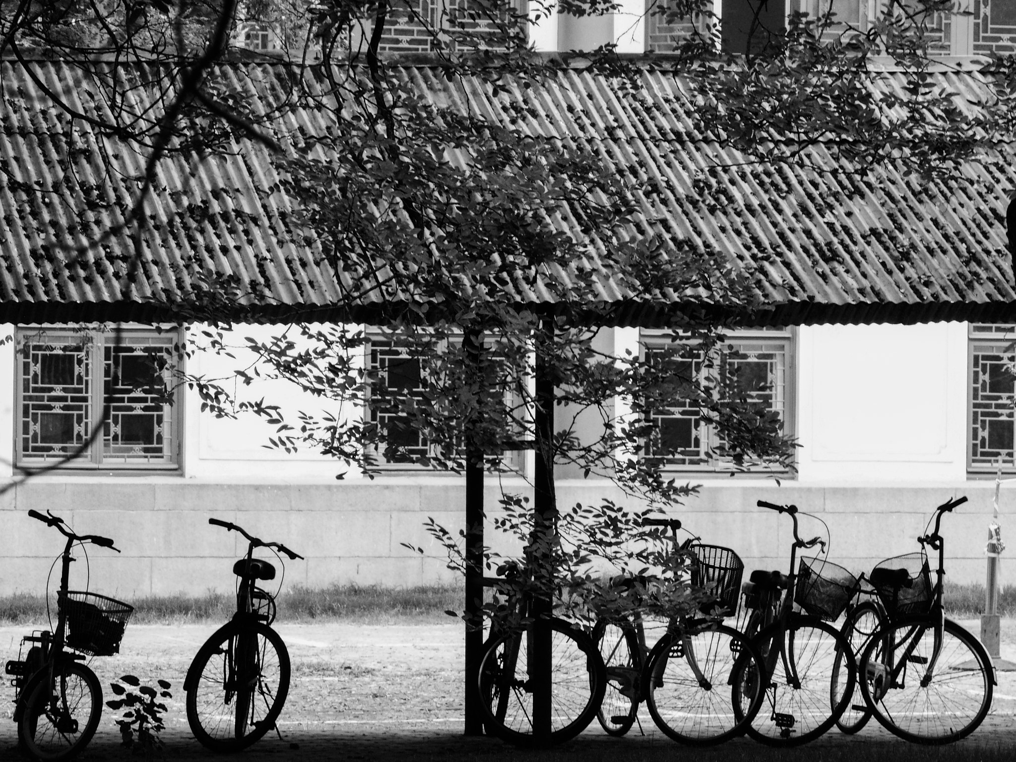 Olympus OM-D E-M5 sample photo. Bicycle photography