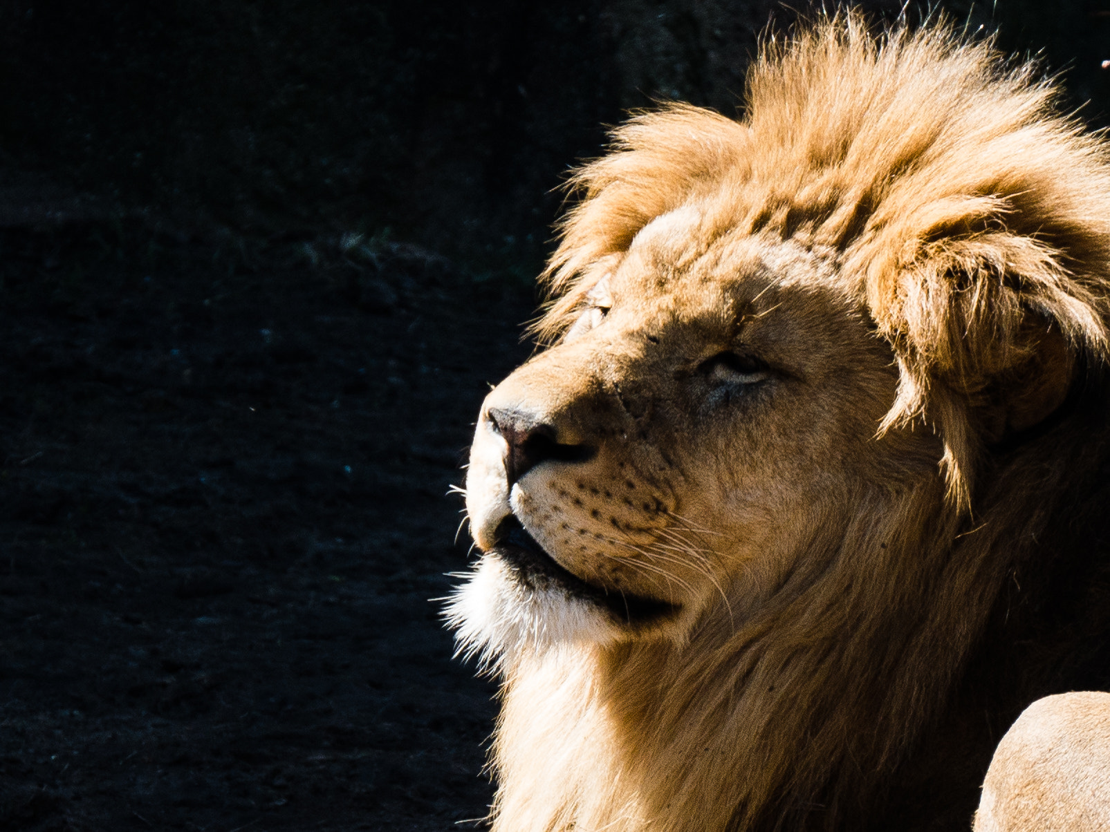 LUMIX G VARIO 45-150/F4.0-5.6 sample photo. Lion, lincoln park zoo photography