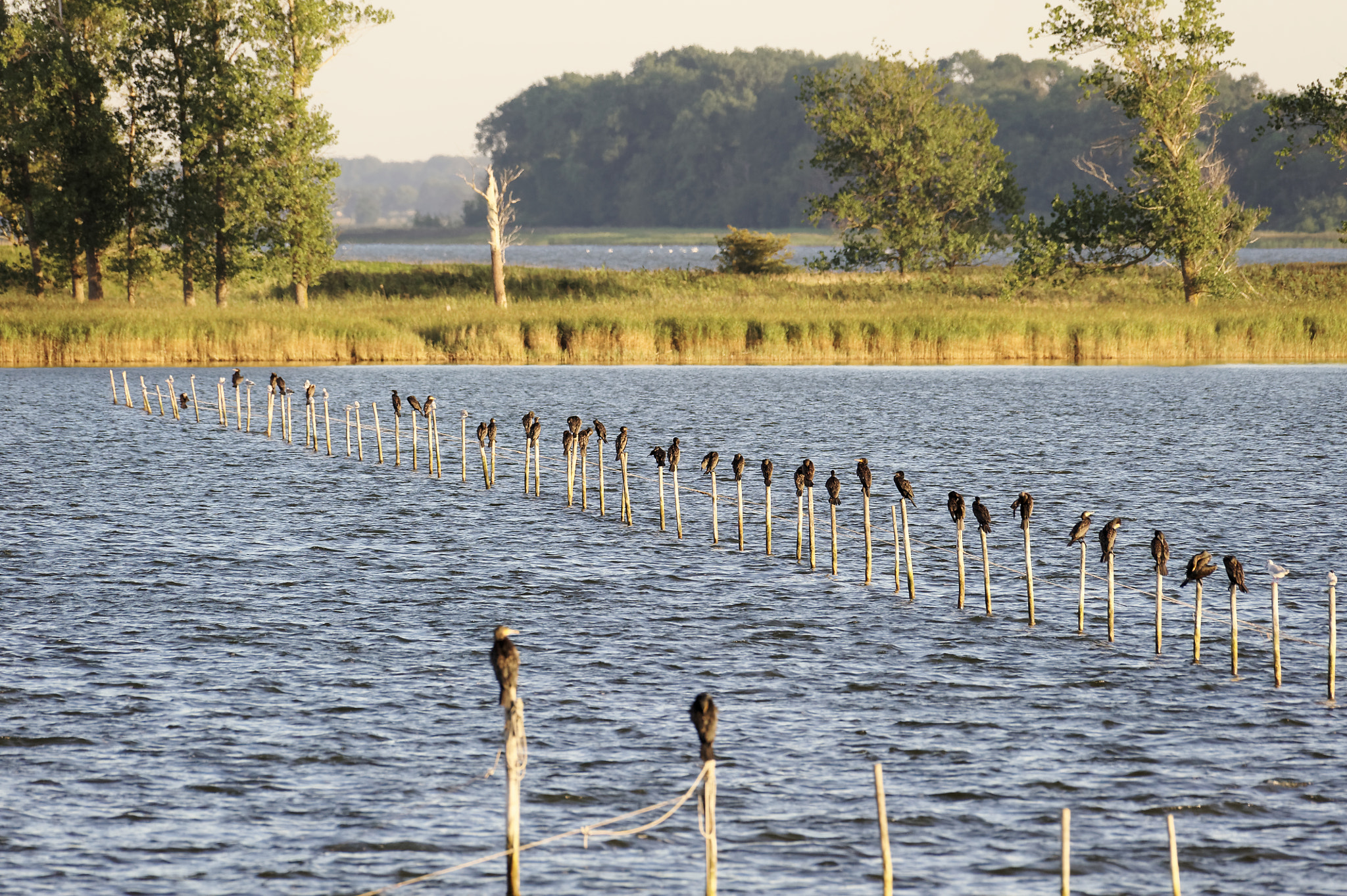 Nikon AF-S Nikkor 200-500mm F5.6E ED VR sample photo. Kormorane auf dem bodden photography