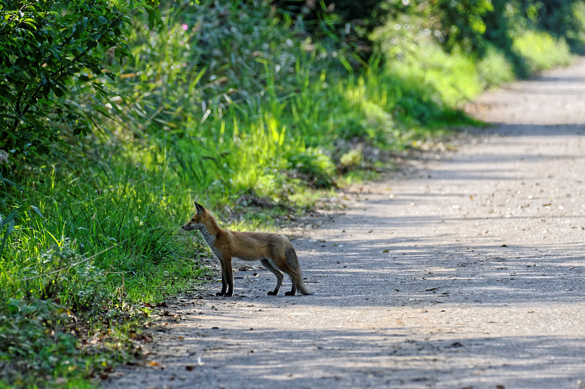 Nikon AF-S Nikkor 200-500mm F5.6E ED VR sample photo. Fuchs im naturschutzgebiet bei pramort photography