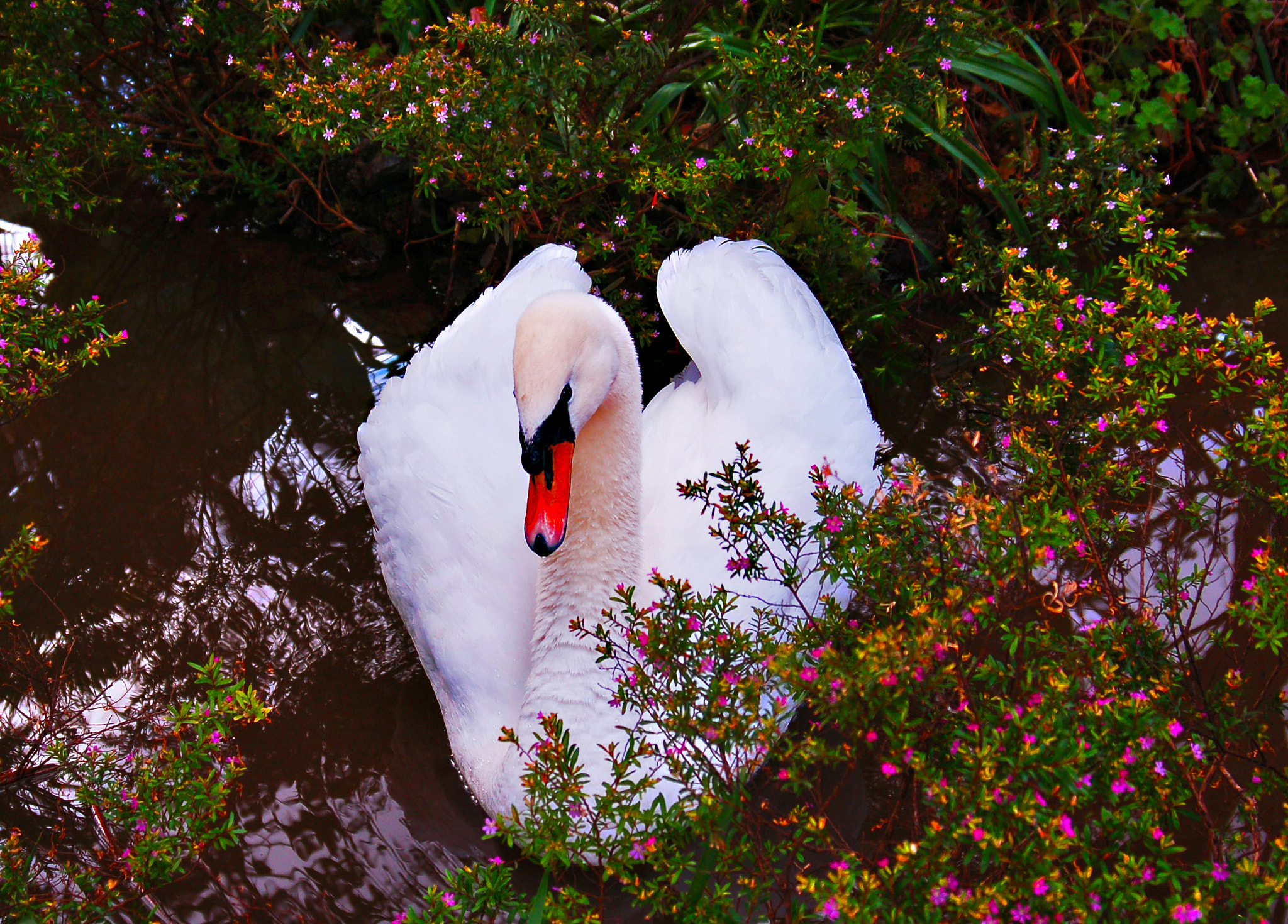AF Zoom-Nikkor 28-80mm f/3.3-5.6G sample photo. O cisne photography
