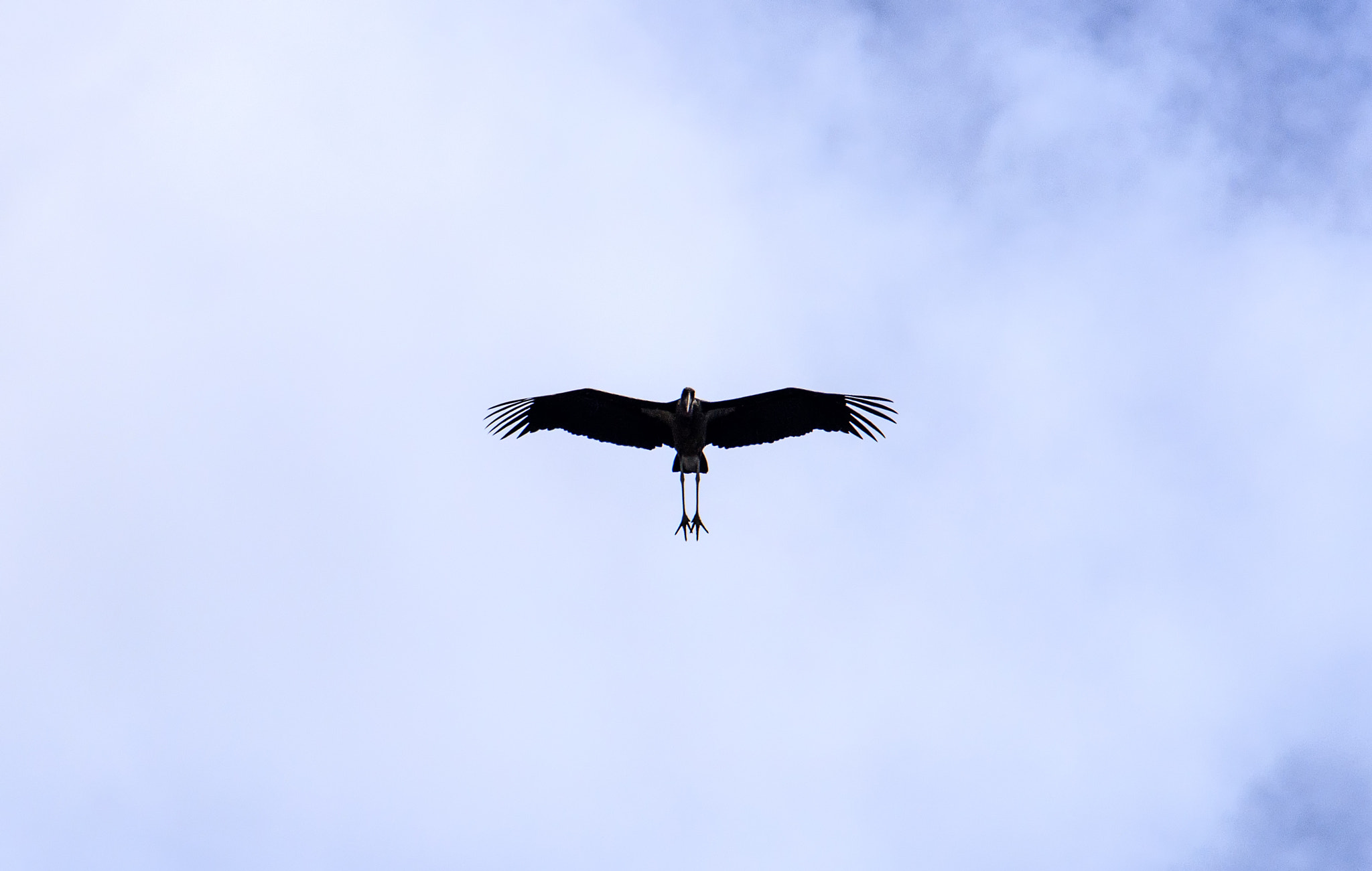 Canon EF 70-300mm F4-5.6L IS USM sample photo. Fly high... photography