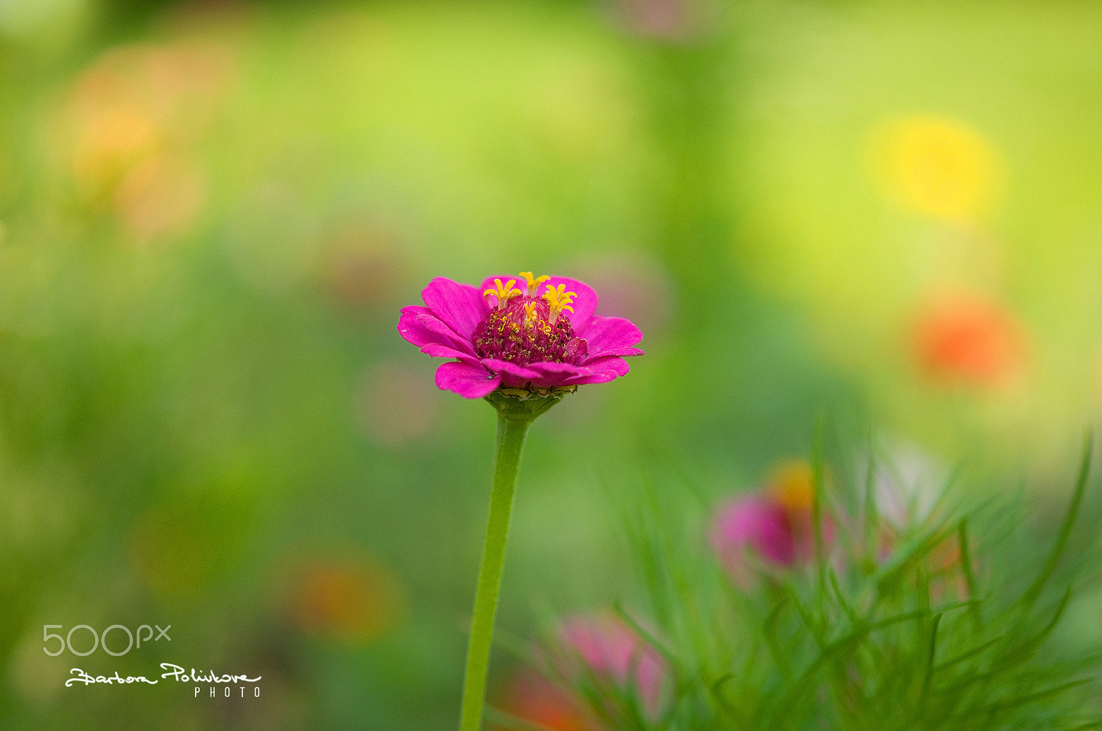 Nikon AF-S Micro-Nikkor 60mm F2.8G ED sample photo. Goodbye summer photography