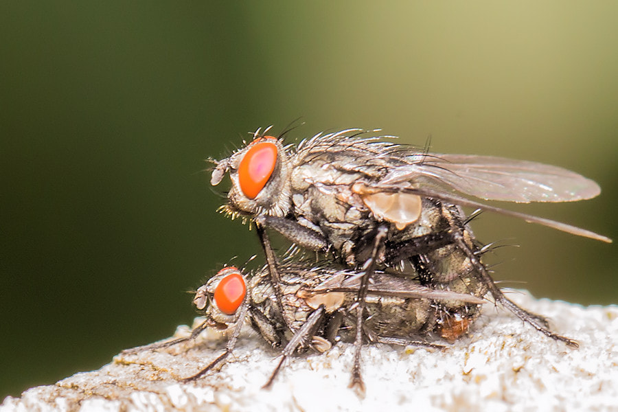 Canon EOS 6D + Canon EF 100mm F2.8L Macro IS USM sample photo. Fliegen photography