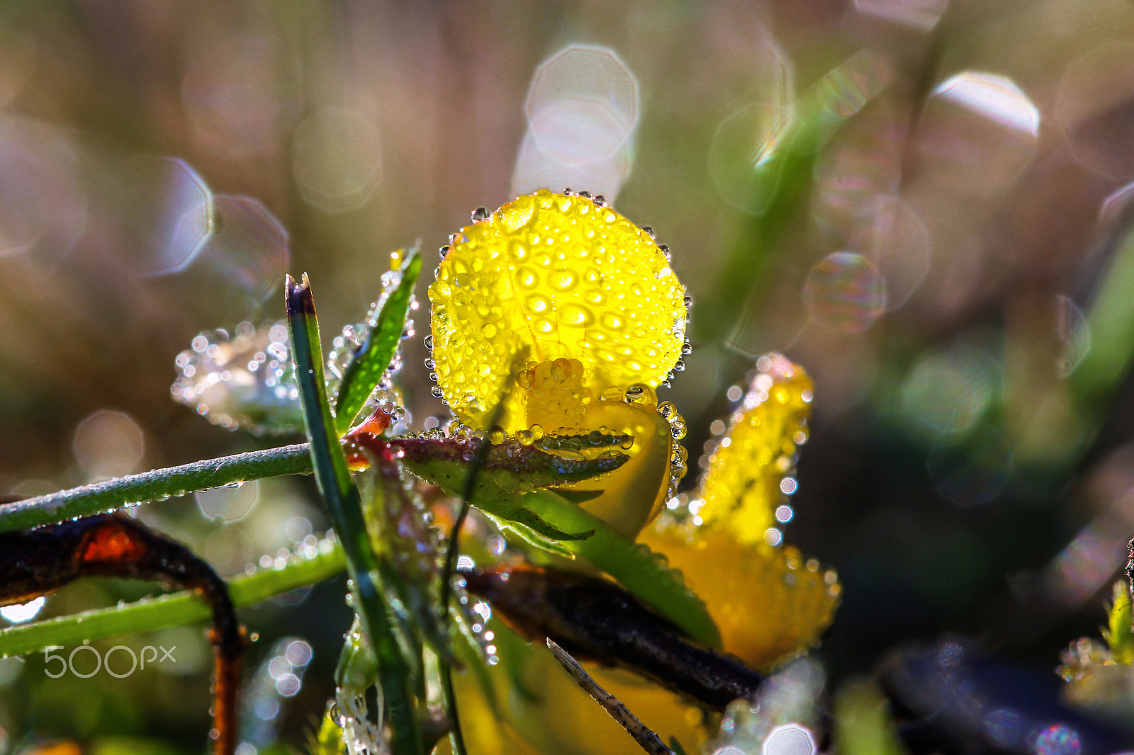 Canon EOS 60D sample photo. Yellow flowers and dewdrops photography