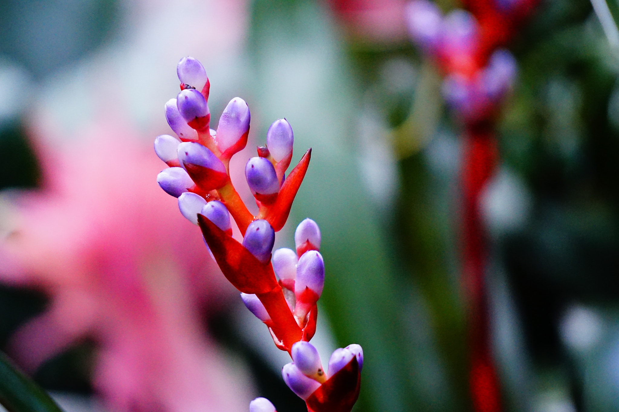 Sony E 55-210mm F4.5-6.3 OSS sample photo. 蕾。 photography