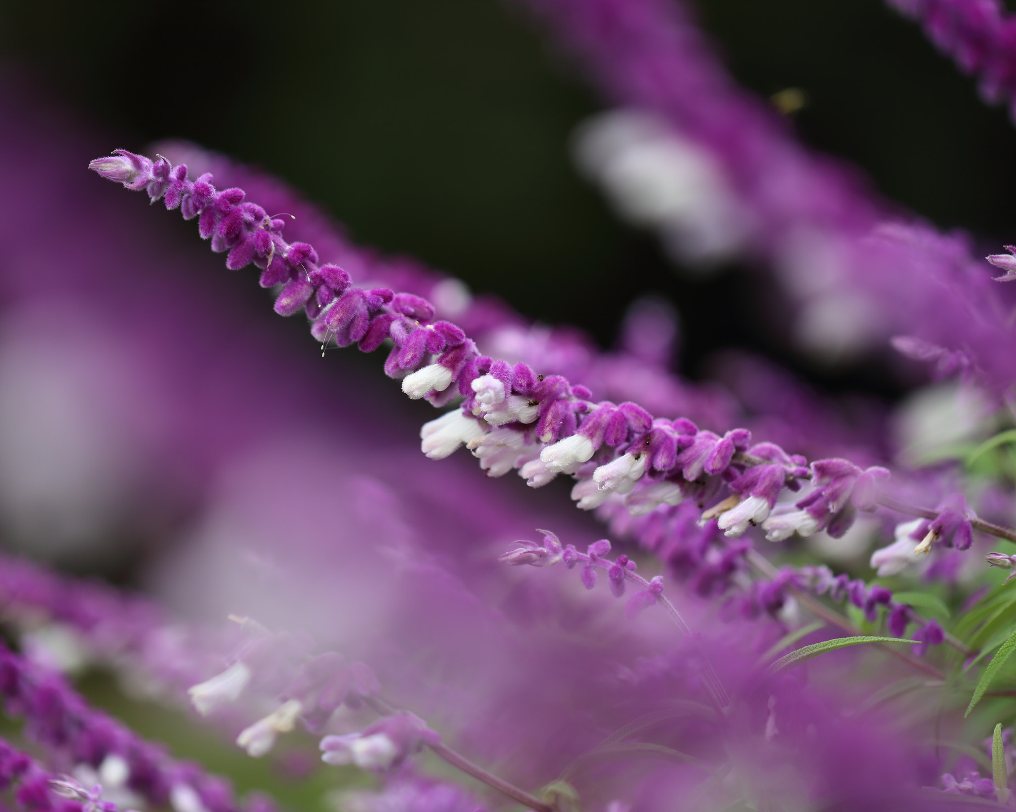 Canon EOS 6D + Canon EF 100mm F2.8L Macro IS USM sample photo. Amethyst sage photography