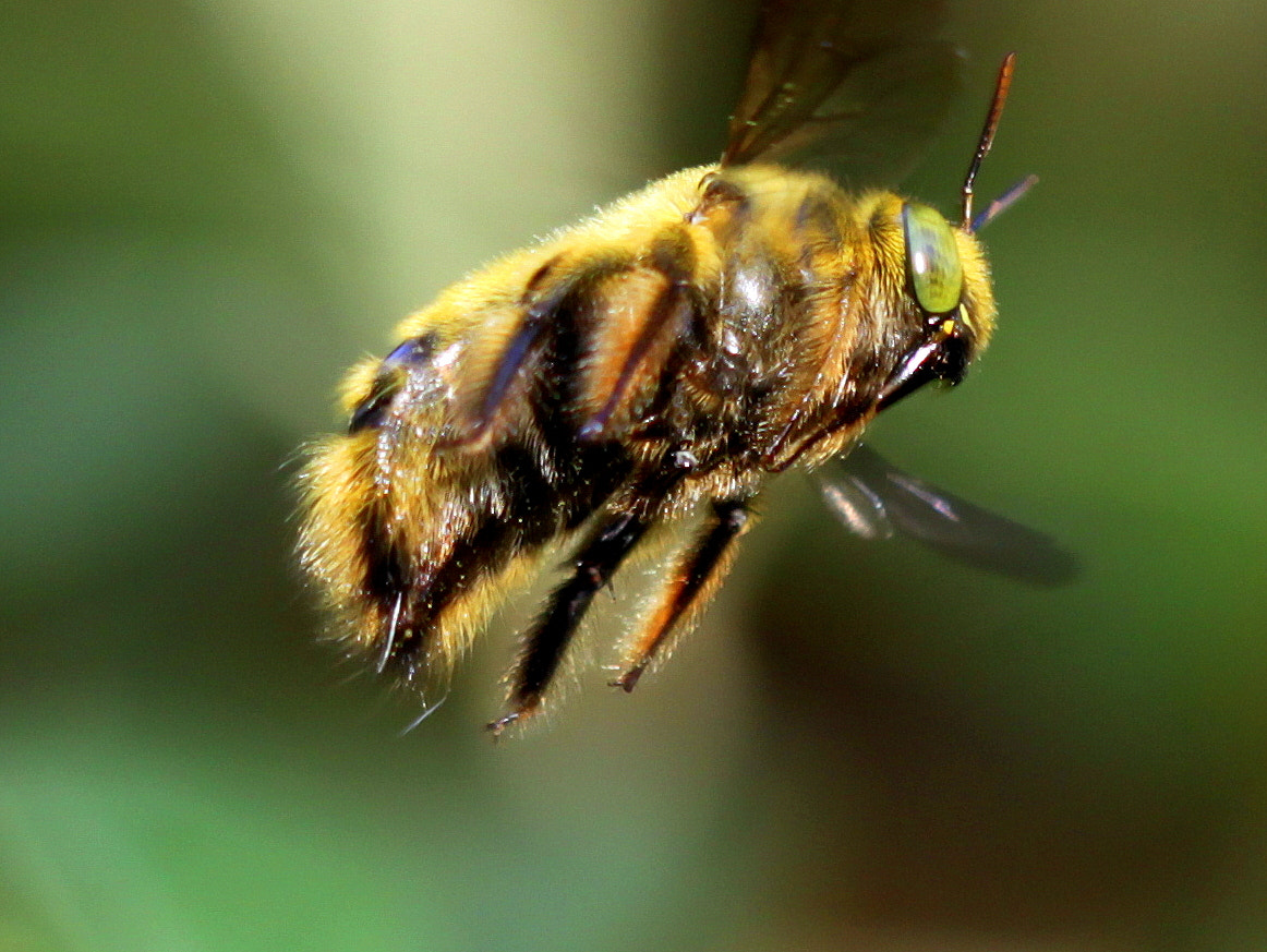 Canon EF 100mm F2.8 Macro USM sample photo. Humble bee. photography