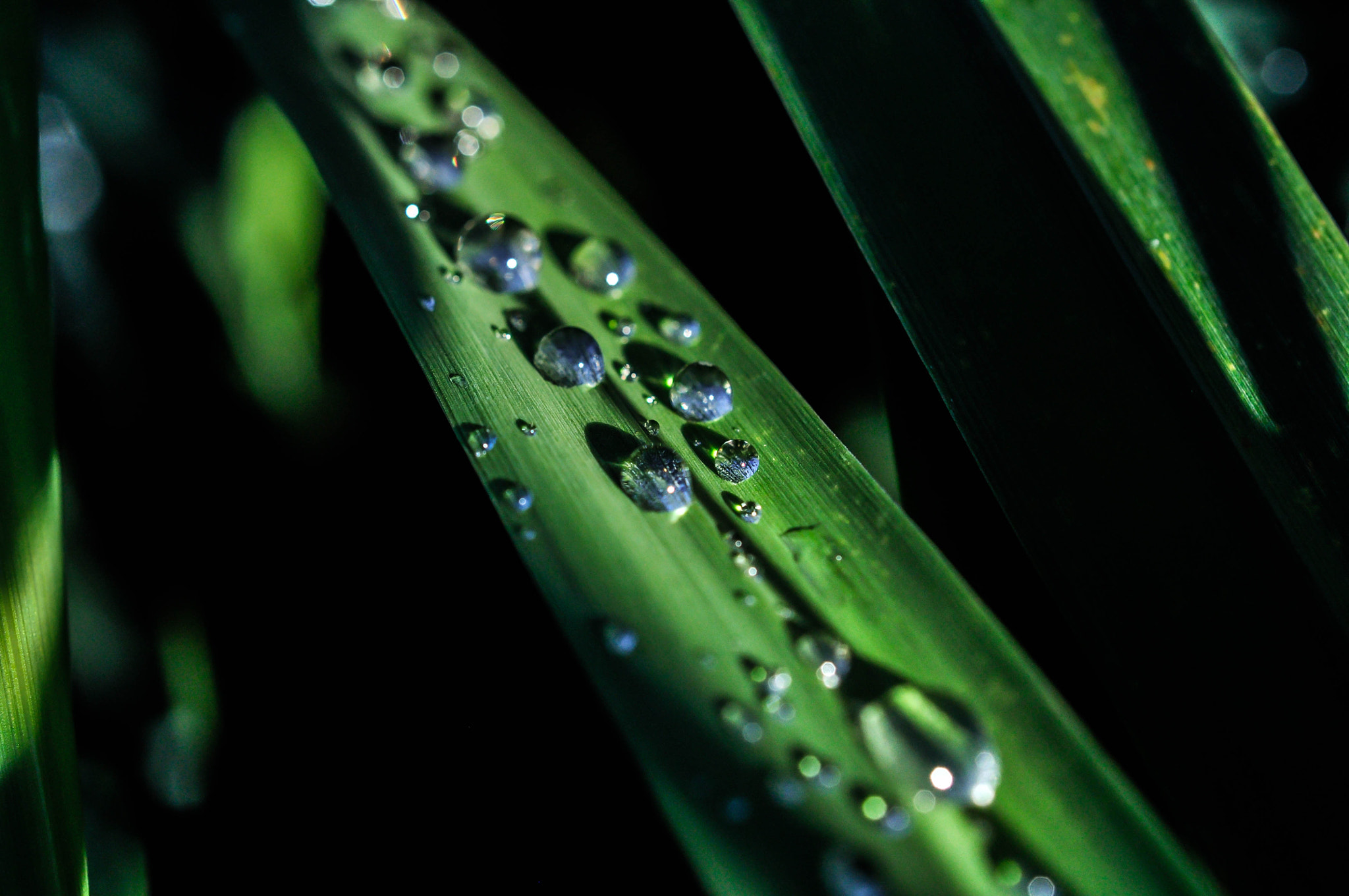 Nikon AF-S DX Micro Nikkor 40mm F2.8 sample photo. Water drops photography