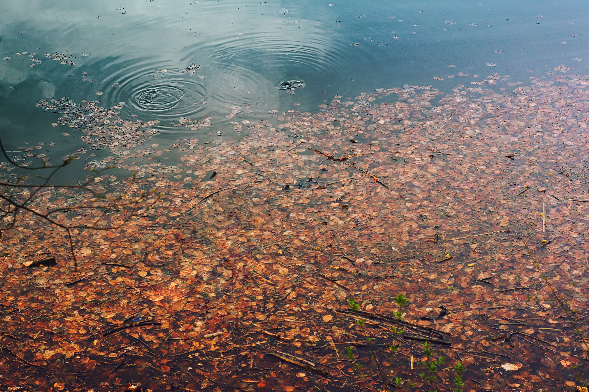 Sony SLT-A57 + Minolta AF 50mm F1.7 sample photo. Autumn signs in the water photography