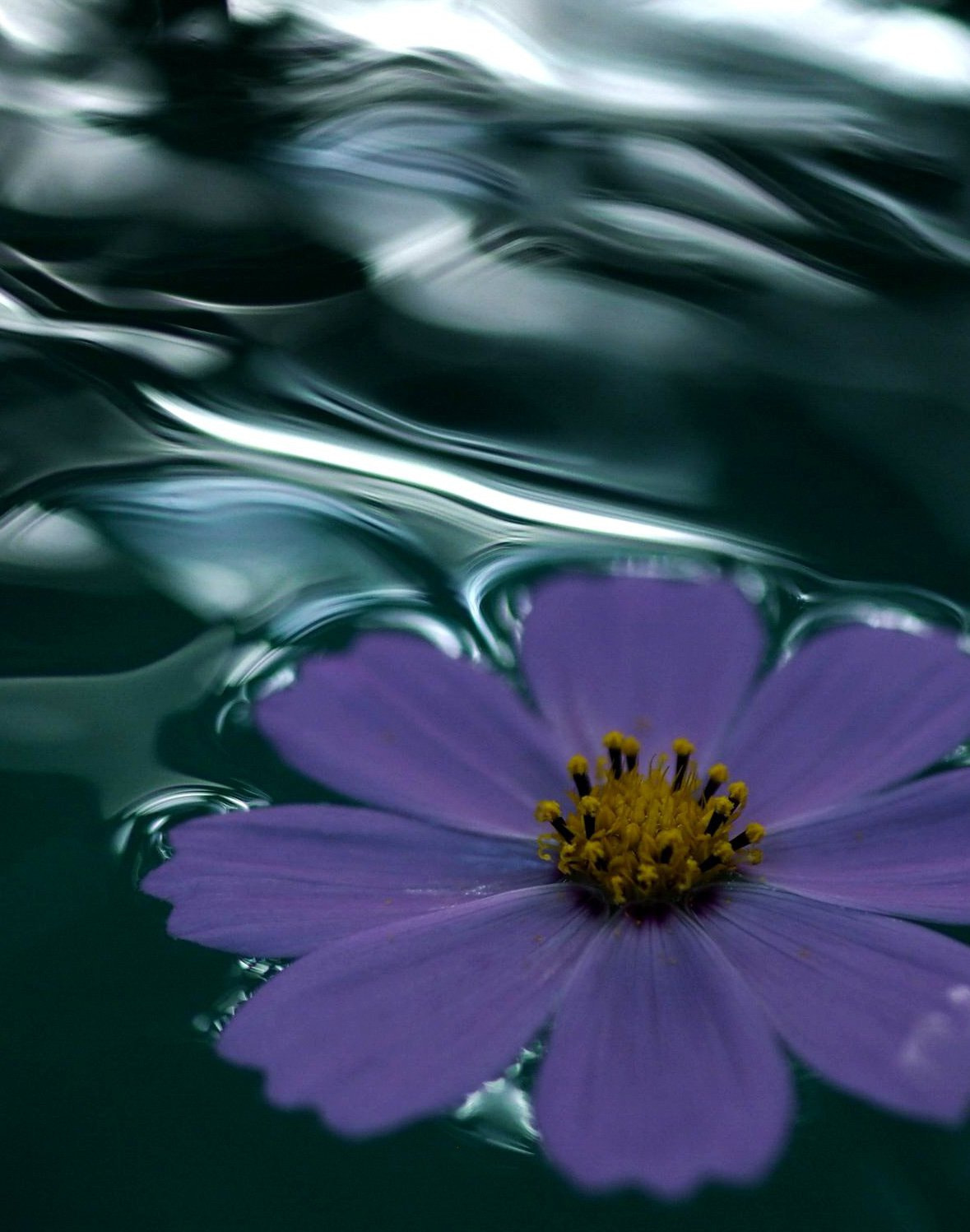 Olympus Zuiko Digital ED 50mm F2.0 Macro sample photo. Light and water photography