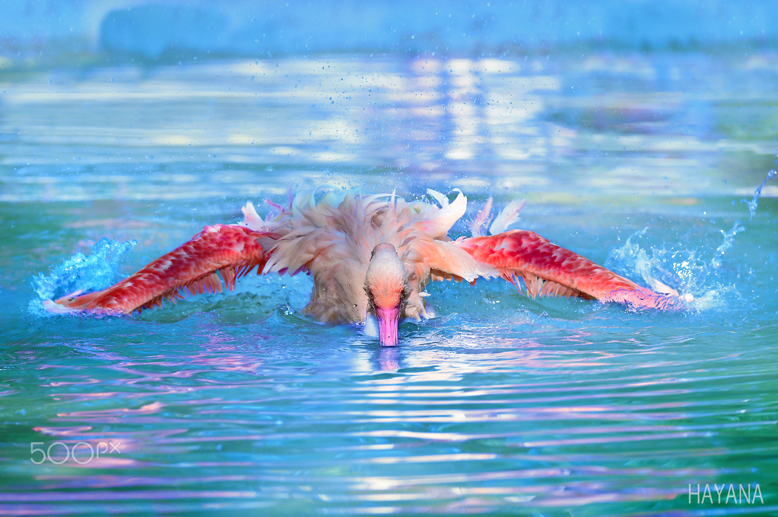 Sigma 150-600mm F5-6.3 DG OS HSM | S sample photo. Flaminggo. photography