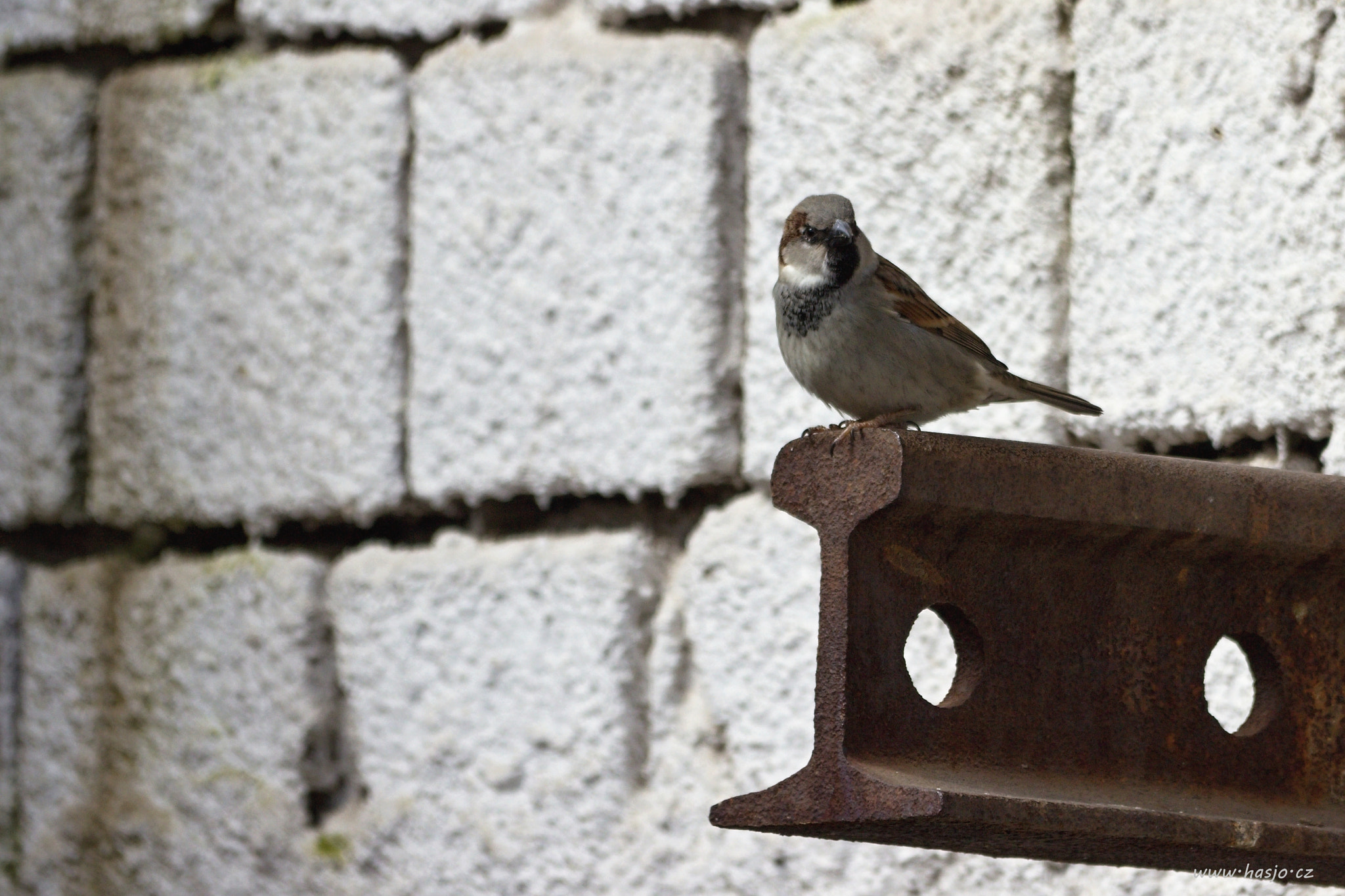 Sigma 150-500mm F5-6.3 DG OS HSM sample photo. Img photography