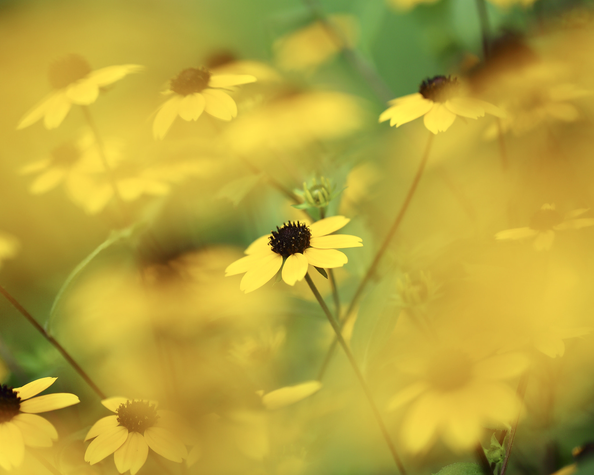 Canon EOS 6D + Canon EF 100mm F2.8L Macro IS USM sample photo. Rudbeckia photography