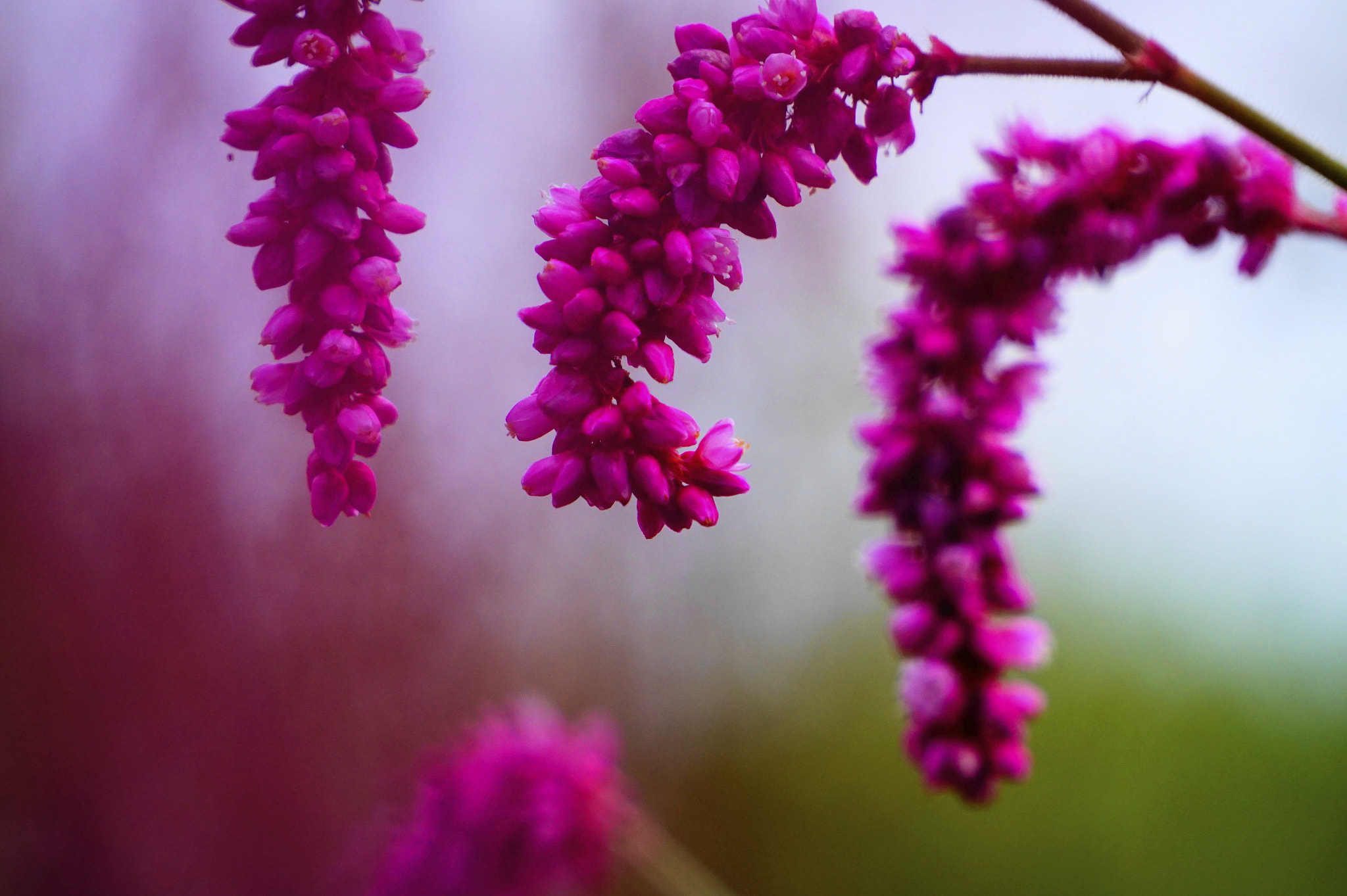 Sony E 55-210mm F4.5-6.3 OSS sample photo. 大毛蓼。 photography