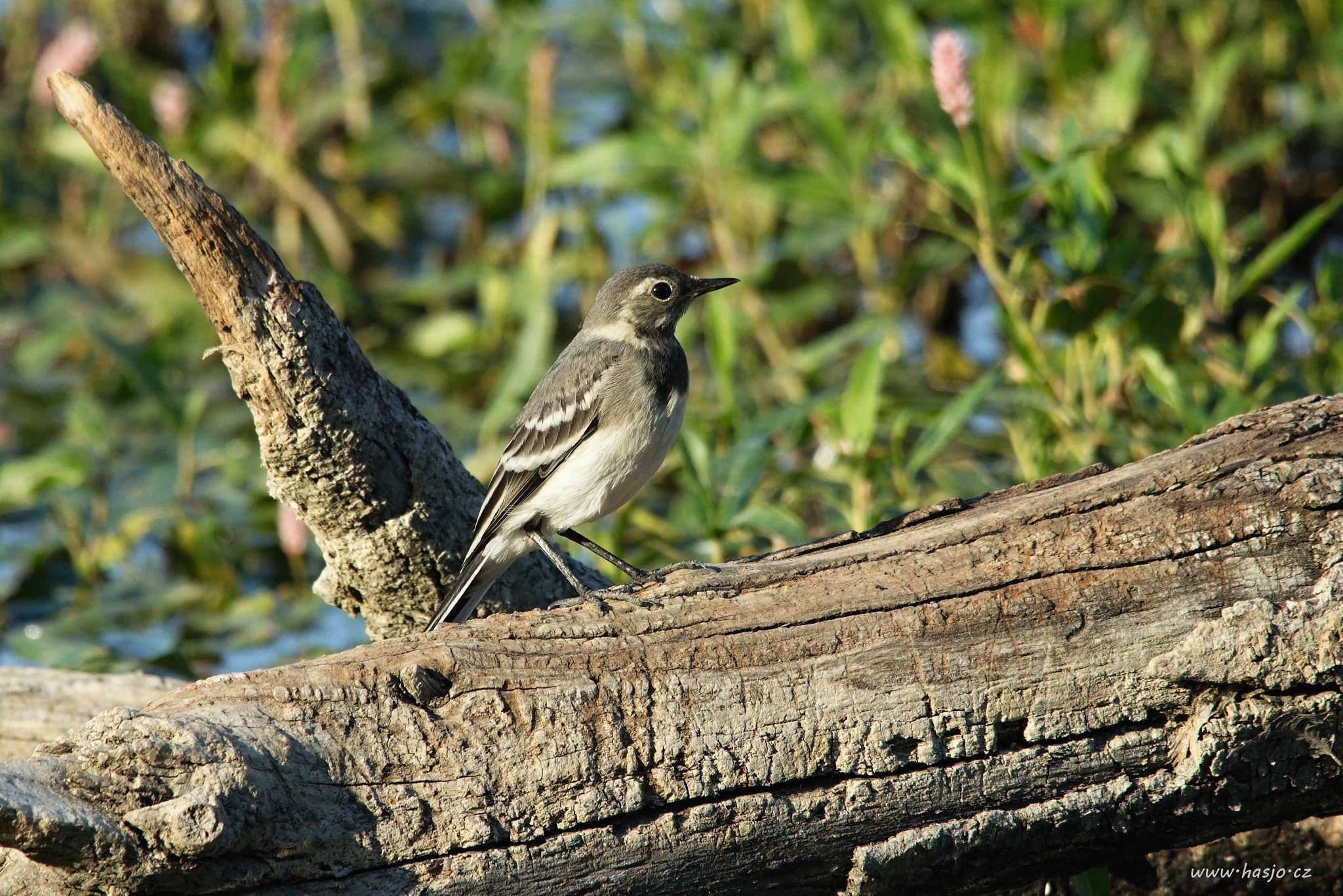 Sigma 150-500mm F5-6.3 DG OS HSM sample photo. Img photography
