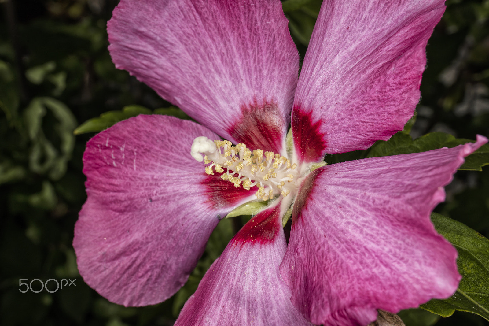 Canon EF 24-70mm F4L IS USM sample photo. Flower 01 photography