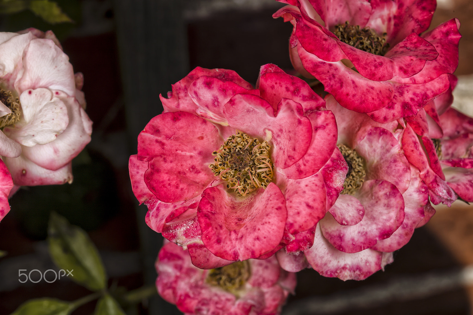 Canon EF 24-70mm F4L IS USM sample photo. Flower_02 photography