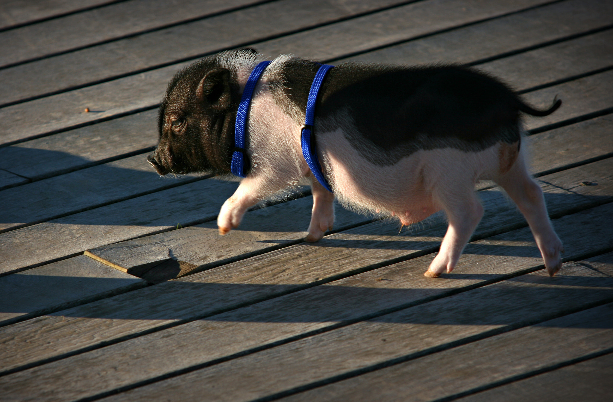 Sigma 70-200mm F2.8 EX DG OS HSM sample photo. Pet photography