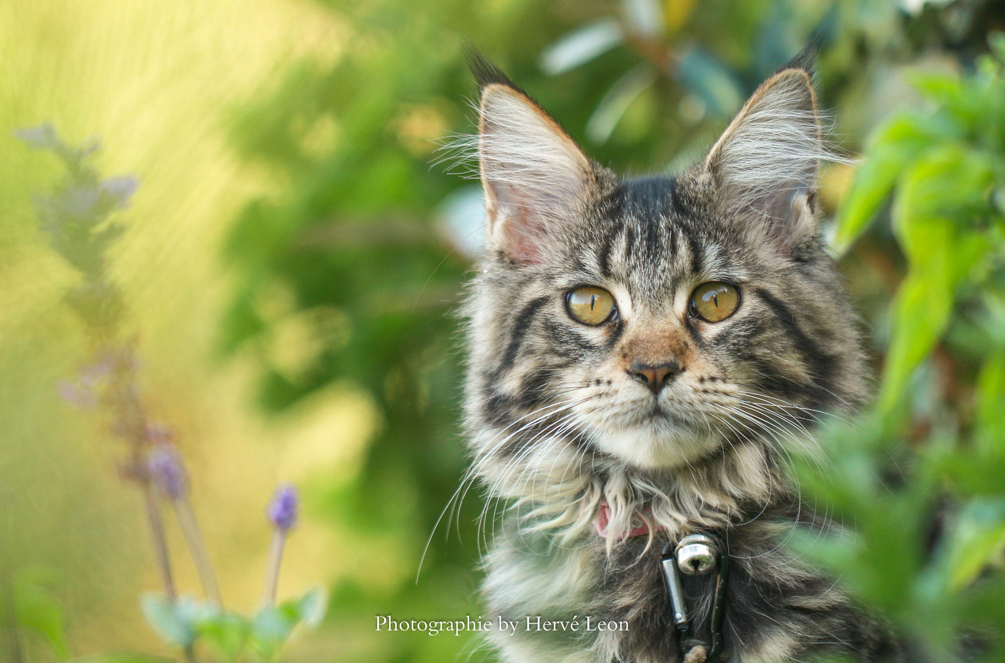 Canon EOS 70D + Canon EF 100mm F2.8L Macro IS USM sample photo. Morphée the cat photography