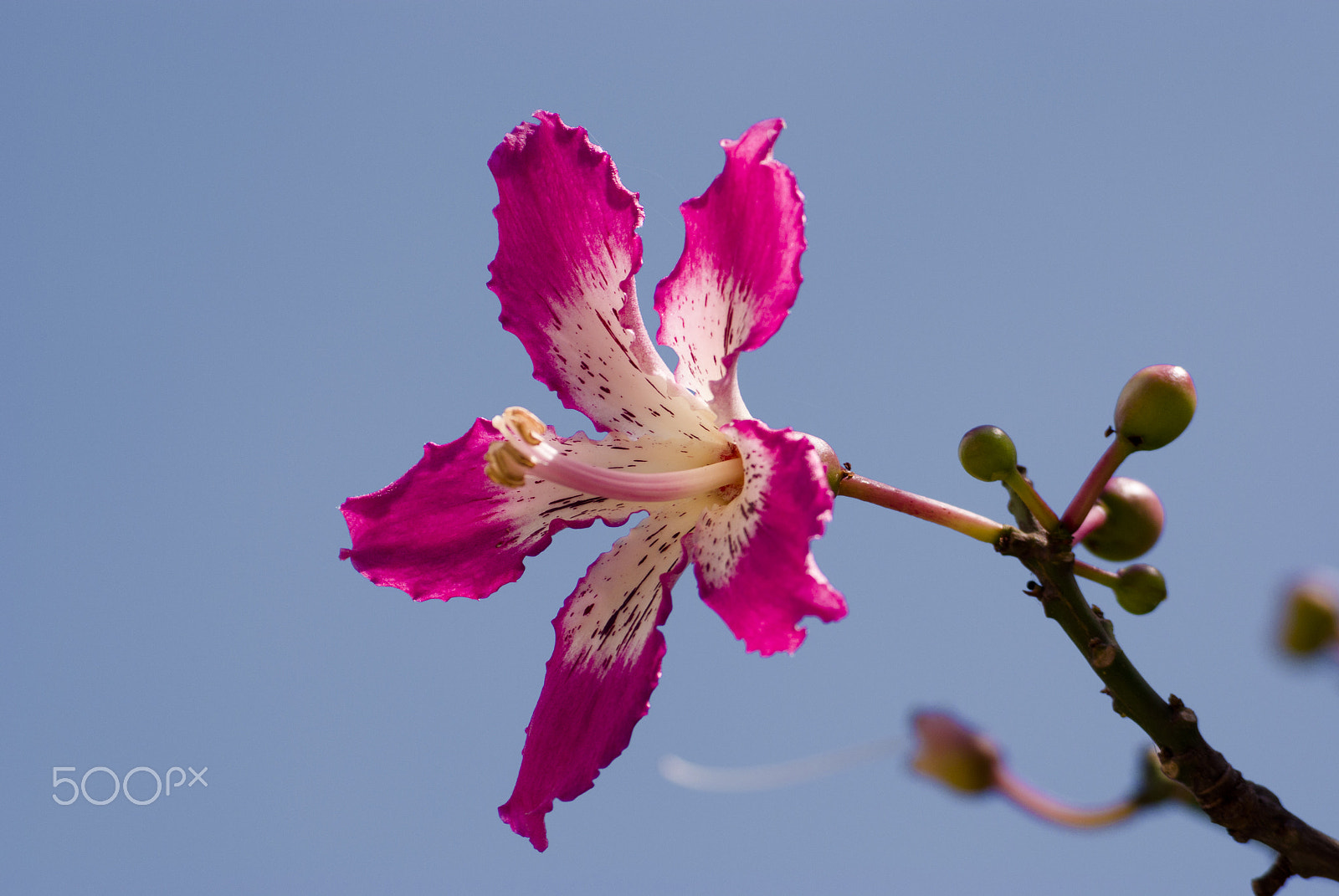 Pentax K10D + smc PENTAX-F 70-210mm F4-5.6 sample photo. @zq photography