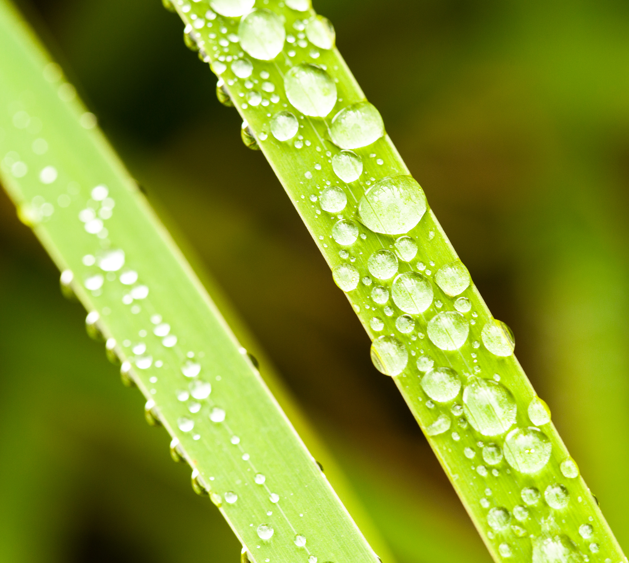 Canon EOS 6D + Canon EF 100mm F2.8L Macro IS USM sample photo. Morning dew photography