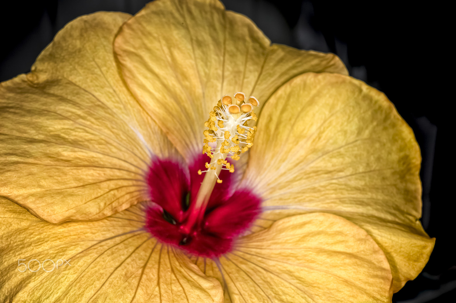 Canon EF 24-70mm F4L IS USM sample photo. Flower_03 photography