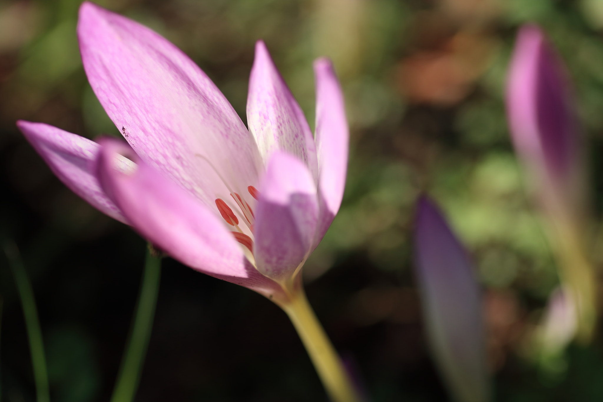 Tamron SP AF 90mm F2.8 Di Macro sample photo. Flower photography