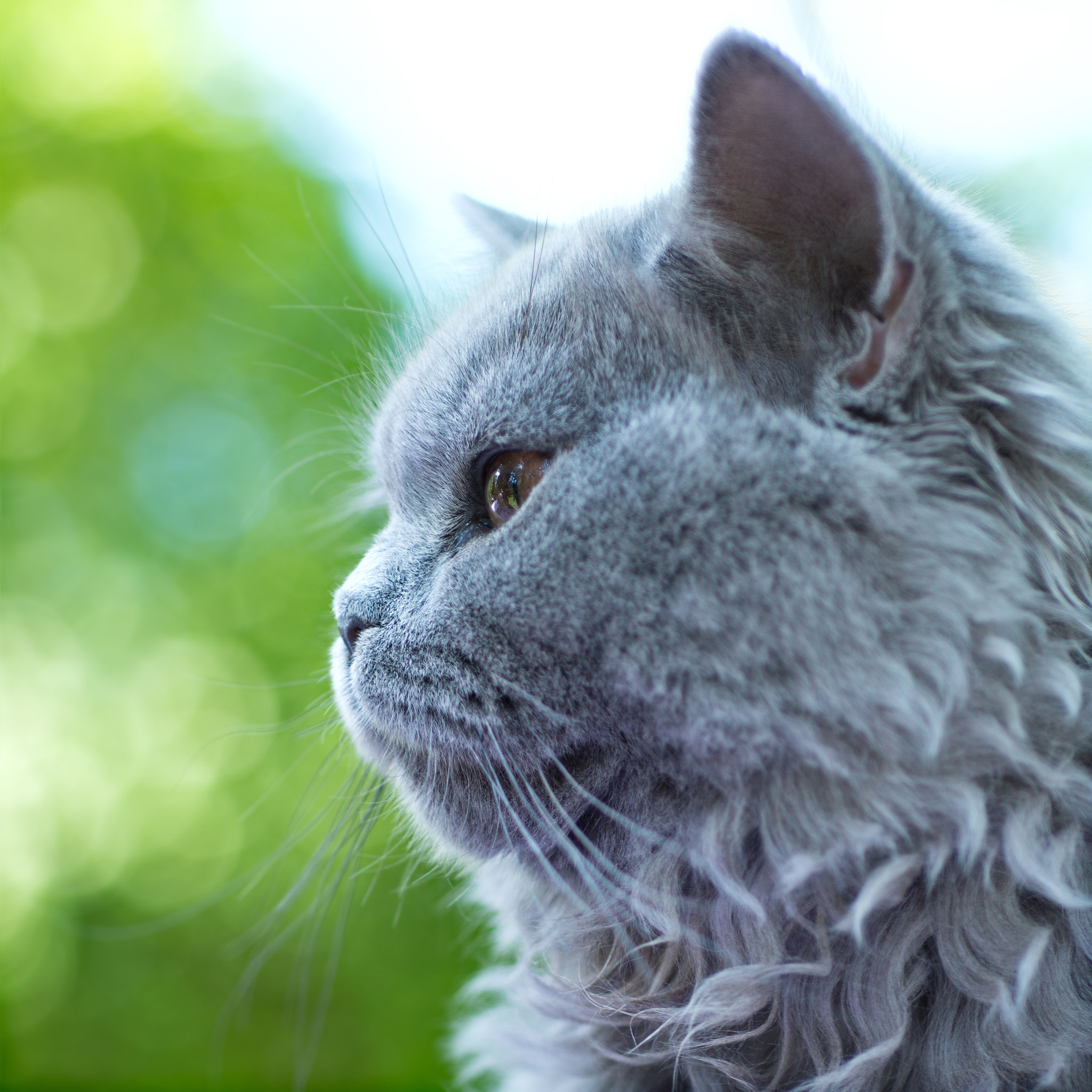 Nikon D800 + Nikon AF Micro-Nikkor 60mm F2.8D sample photo. British  cat photography