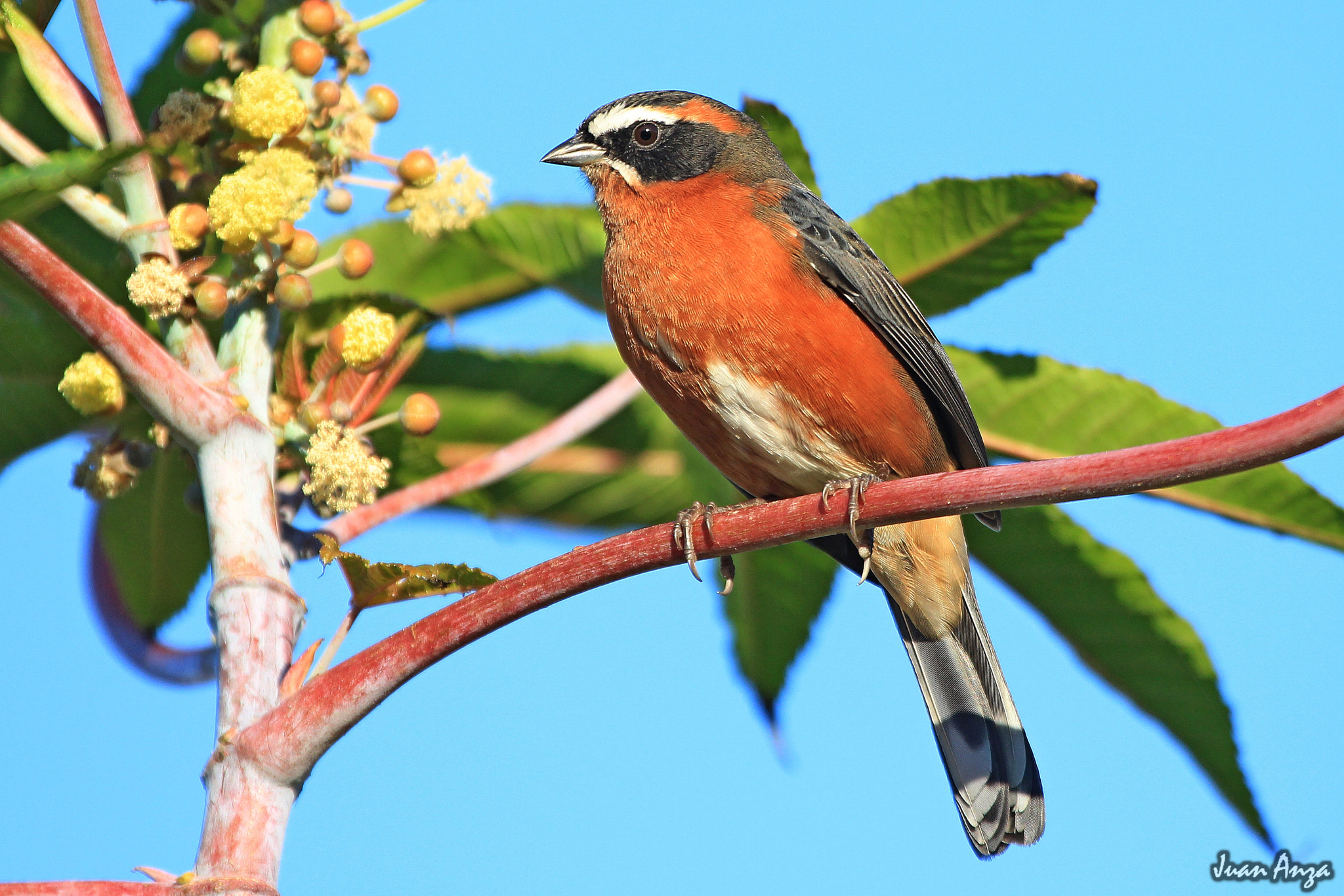 Canon EF 100-400mm F4.5-5.6L IS USM sample photo. Black-and-rufous warbling-finch photography