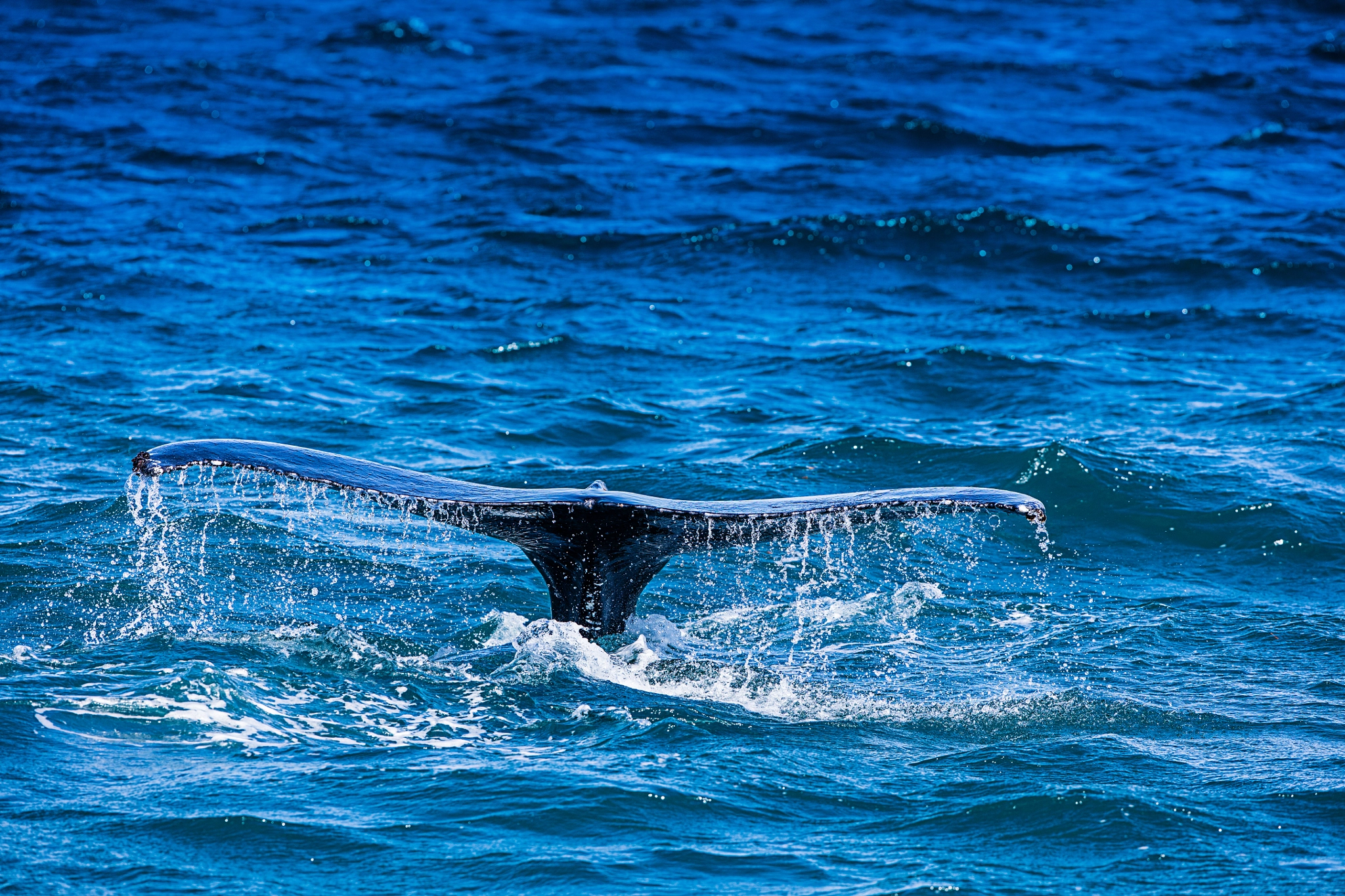 Canon EOS 5DS R sample photo. Whale photography