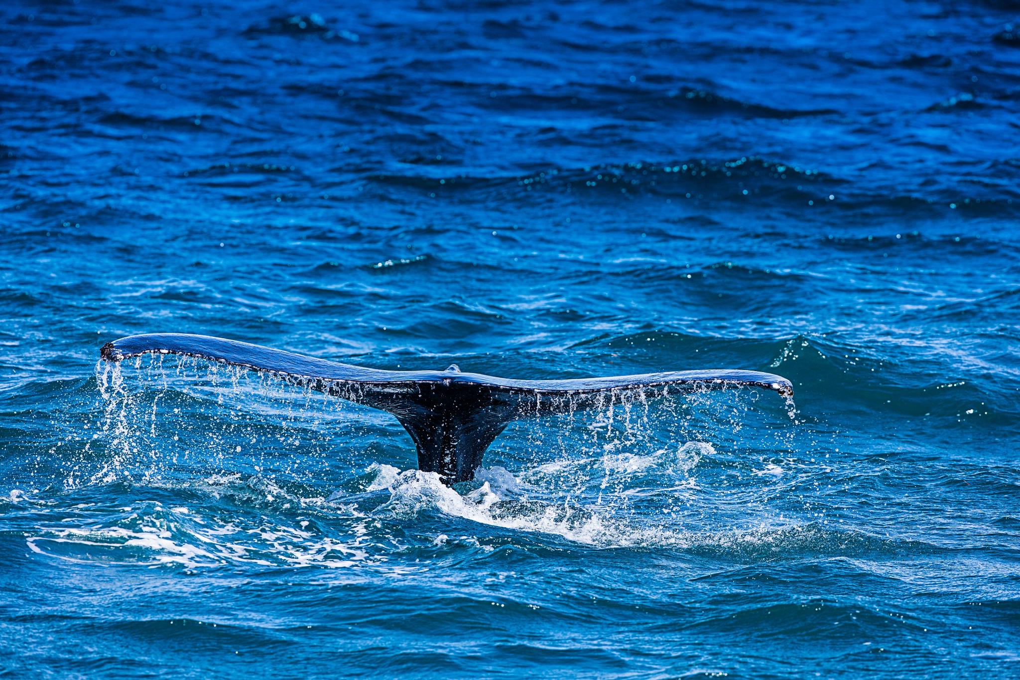 Canon EF 300mm F2.8L IS II USM sample photo. Whale photography
