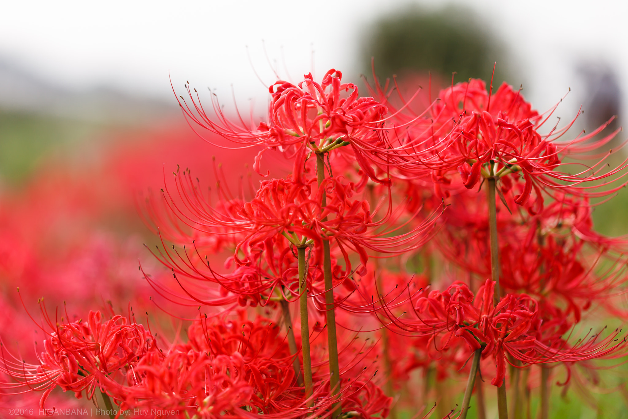 Canon EF 100mm F2.8L Macro IS USM sample photo. Mg photography