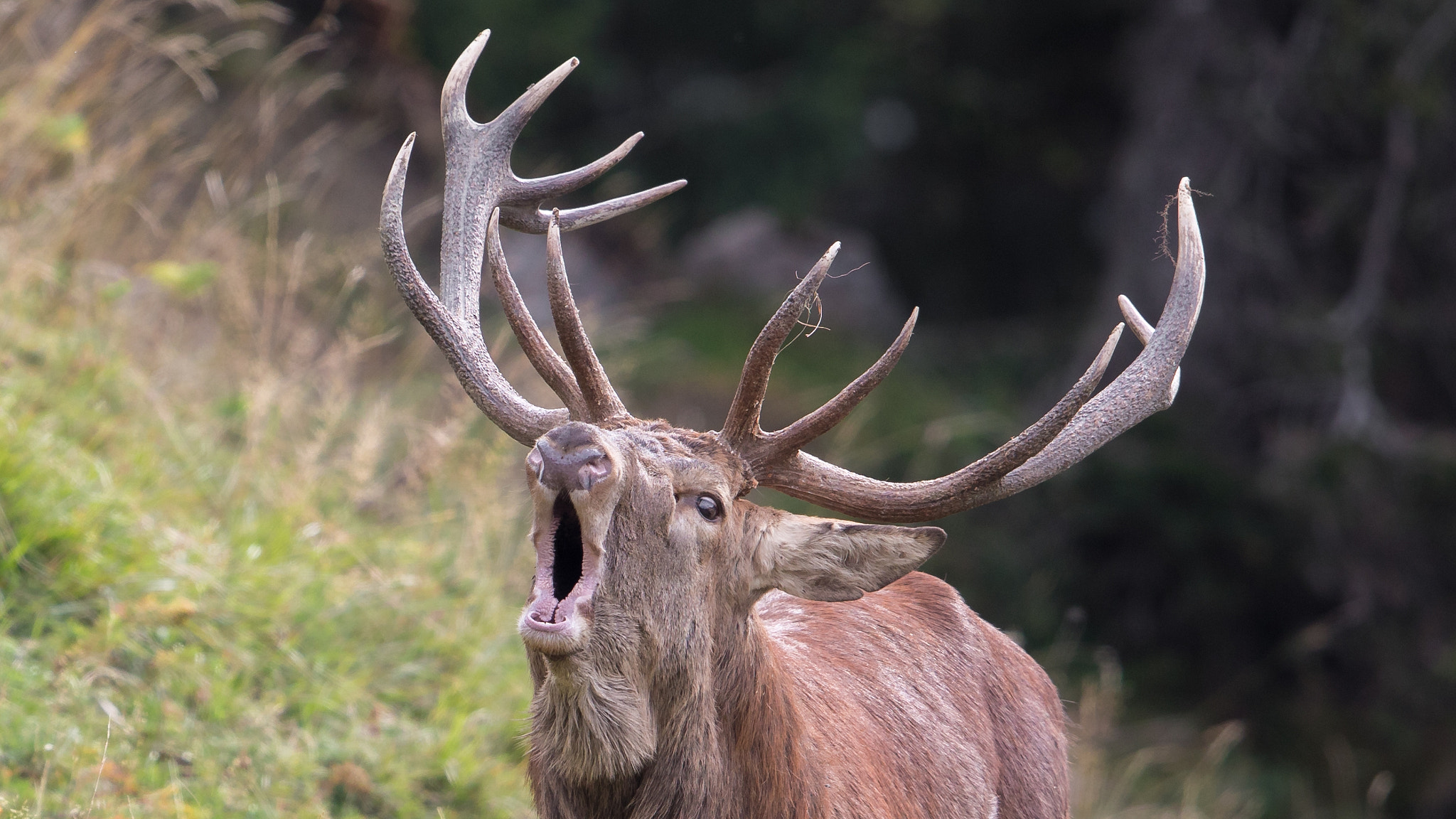 Canon EF 600mm F4L IS II USM sample photo. Red deer photography
