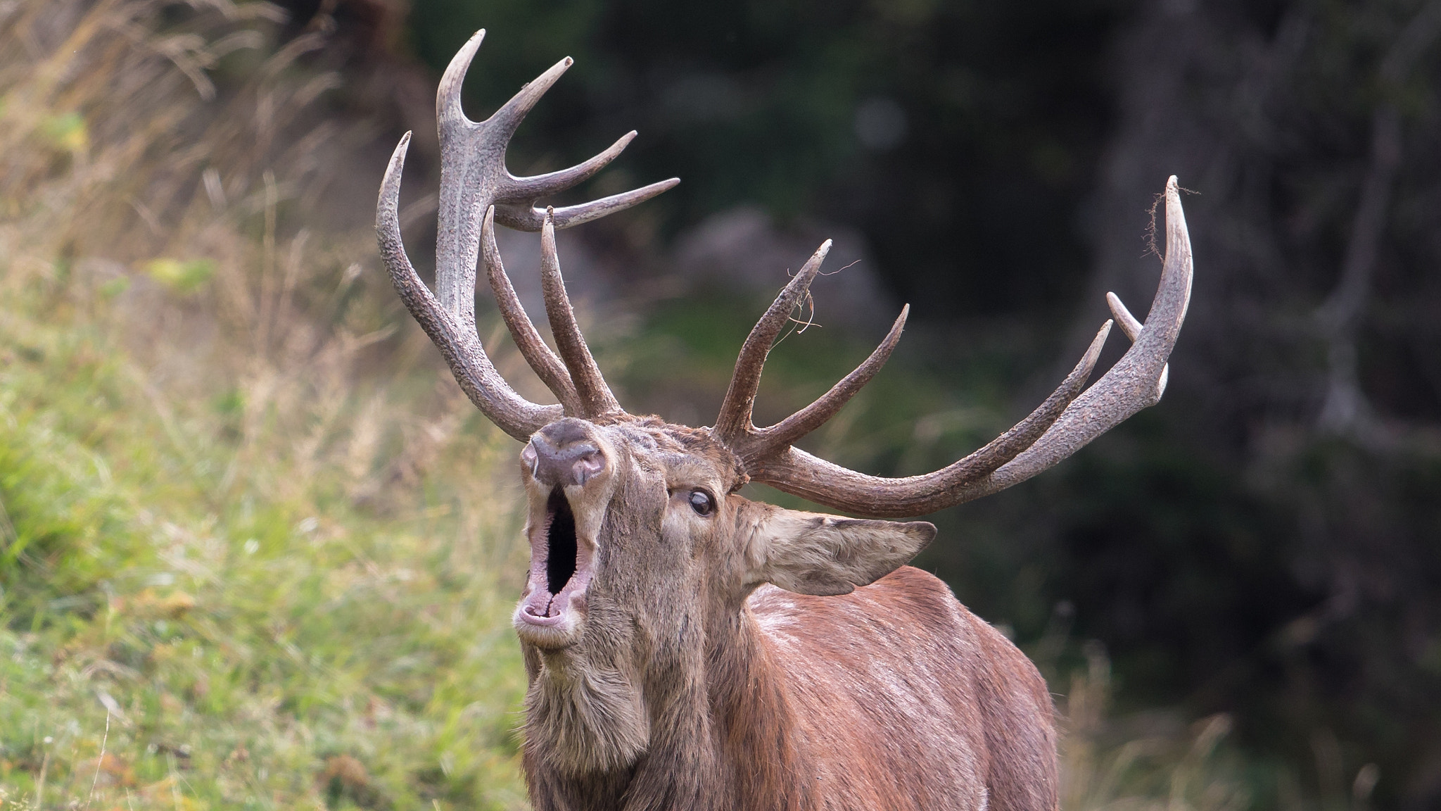 Canon EOS 5D Mark IV sample photo. Red deer photography