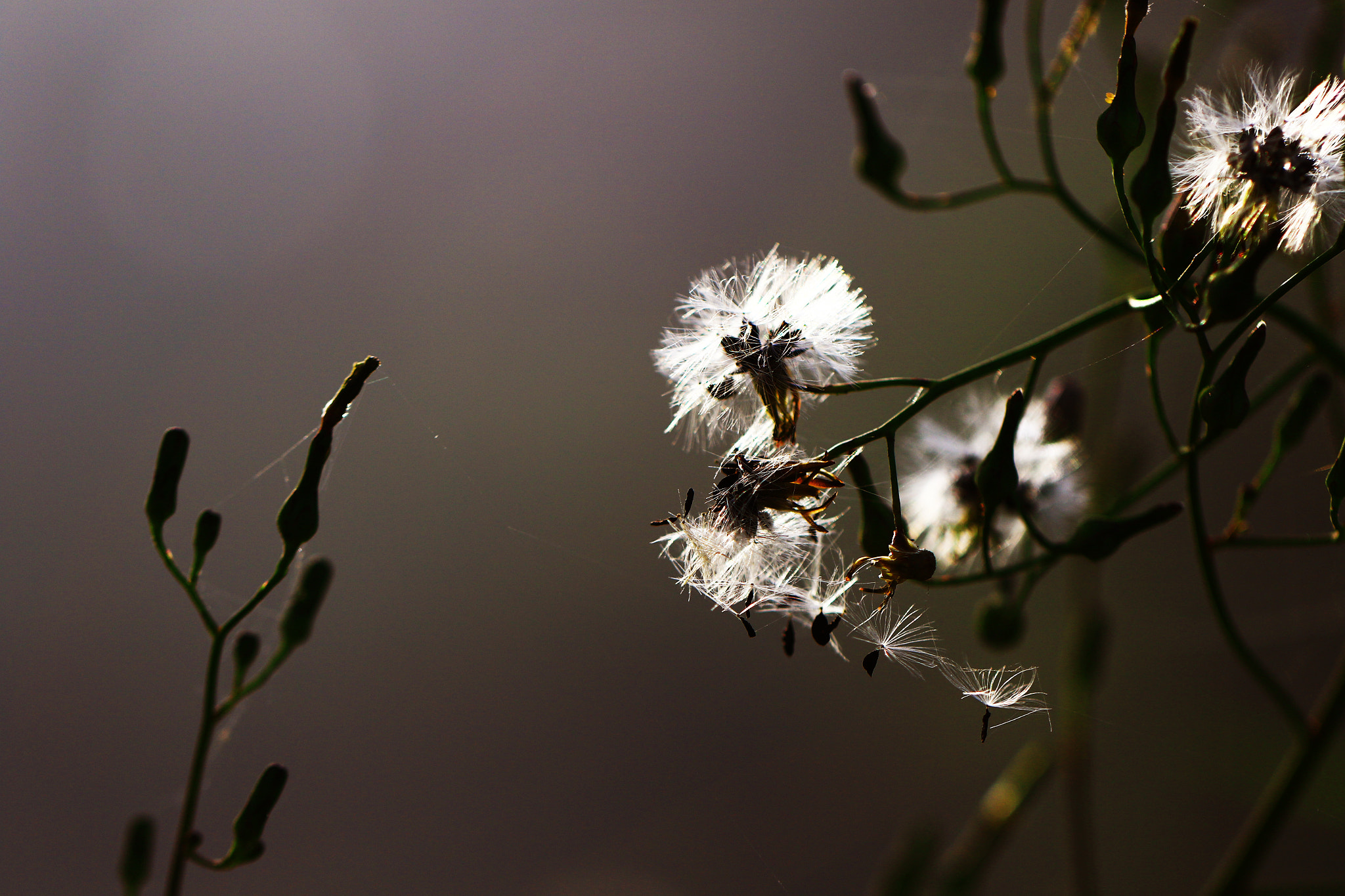 Canon EF 100mm F2.8L Macro IS USM sample photo