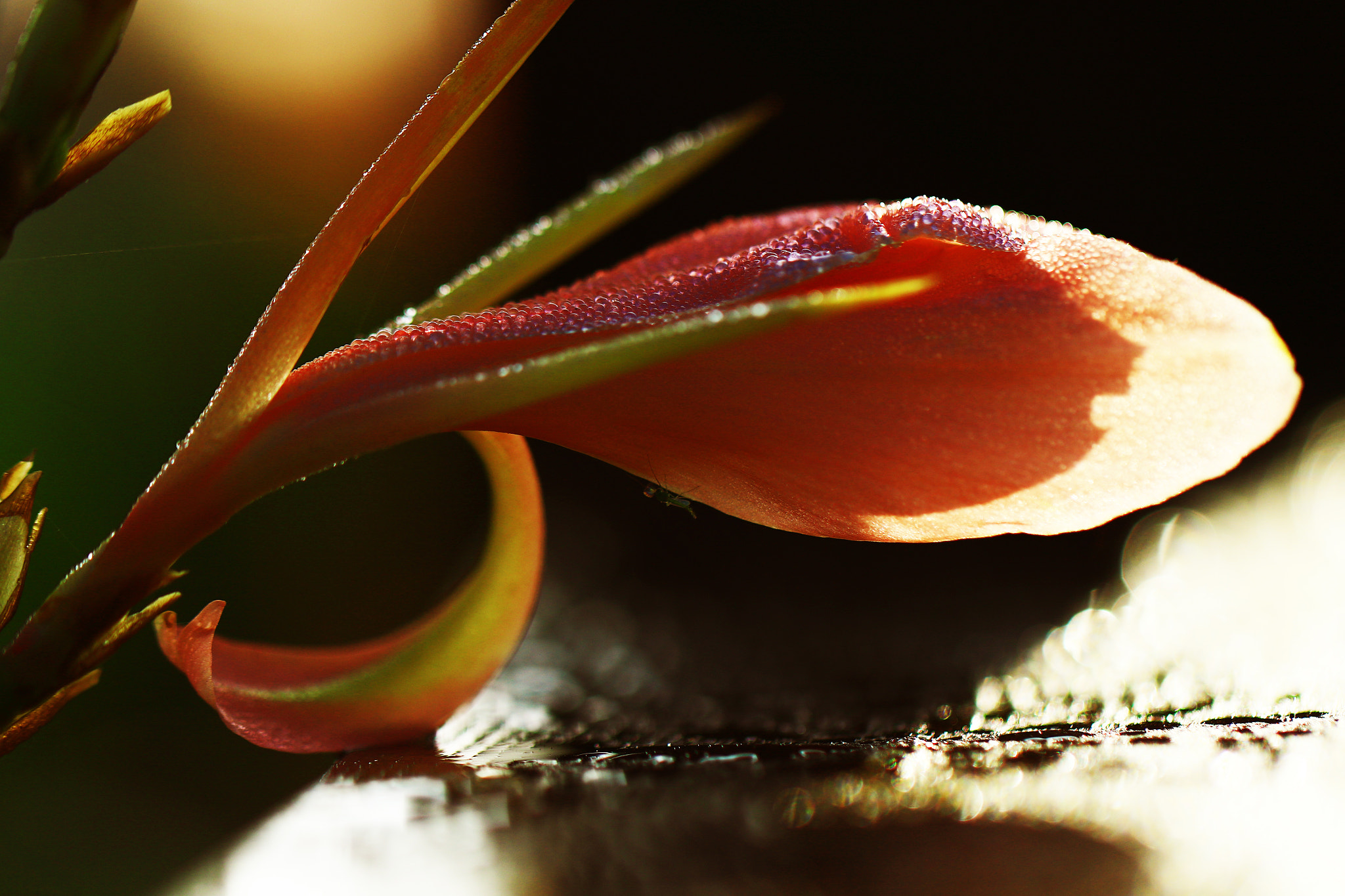 Canon EF 100mm F2.8L Macro IS USM sample photo