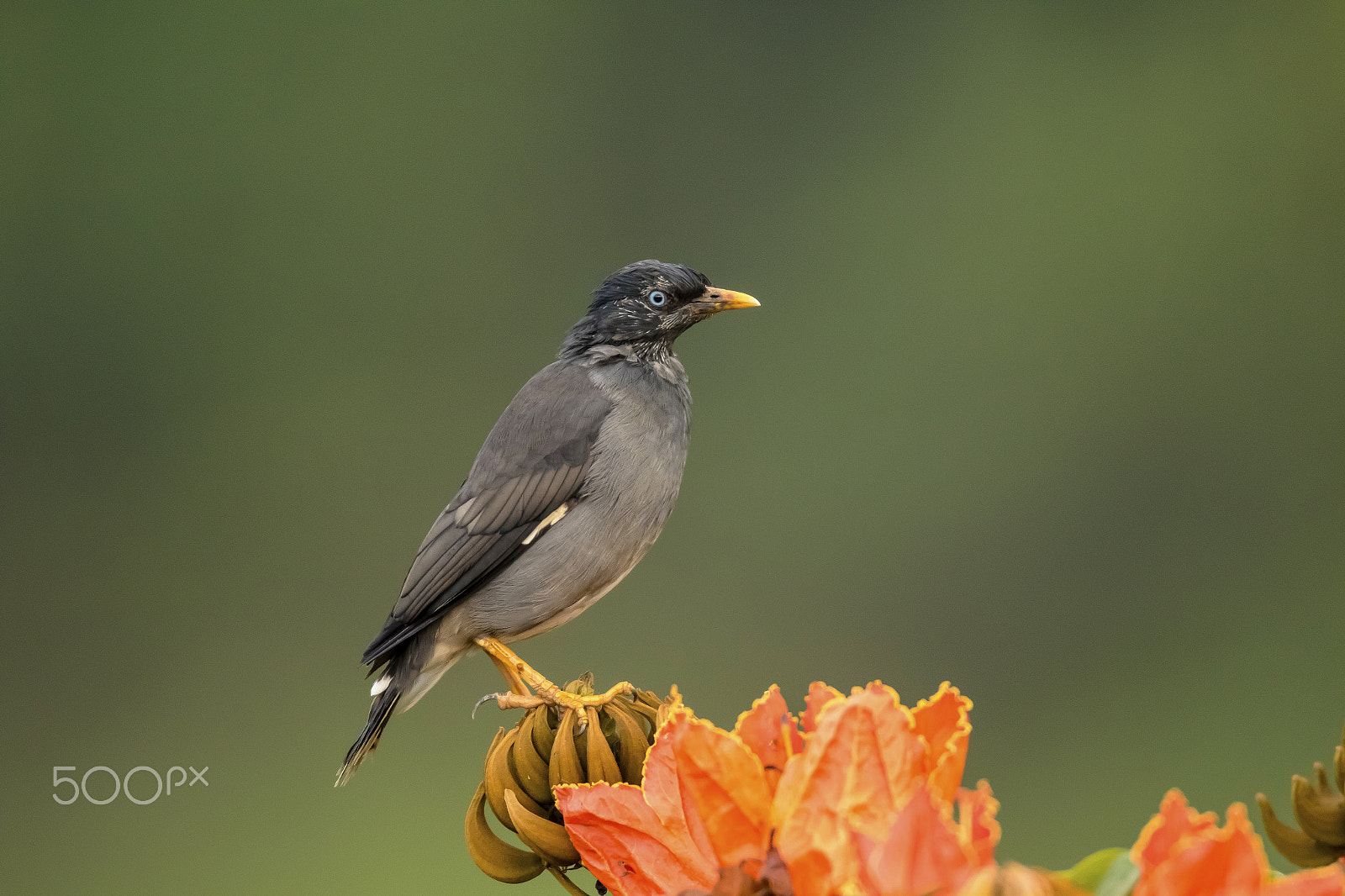 Canon EF 600mm f/4L IS sample photo. Jungle myna photography