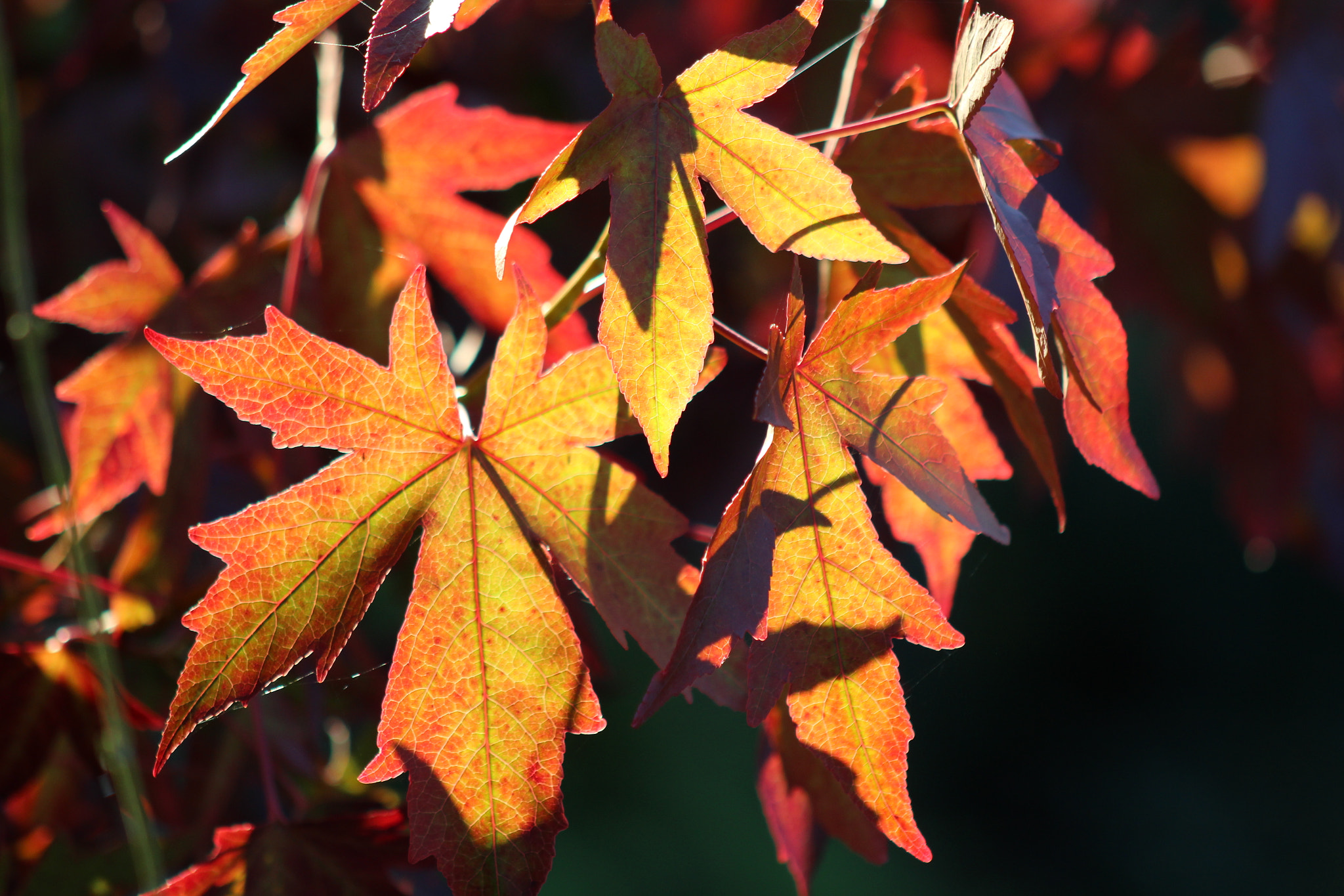 Canon EF 75-300mm f/4-5.6 USM sample photo. Img photography