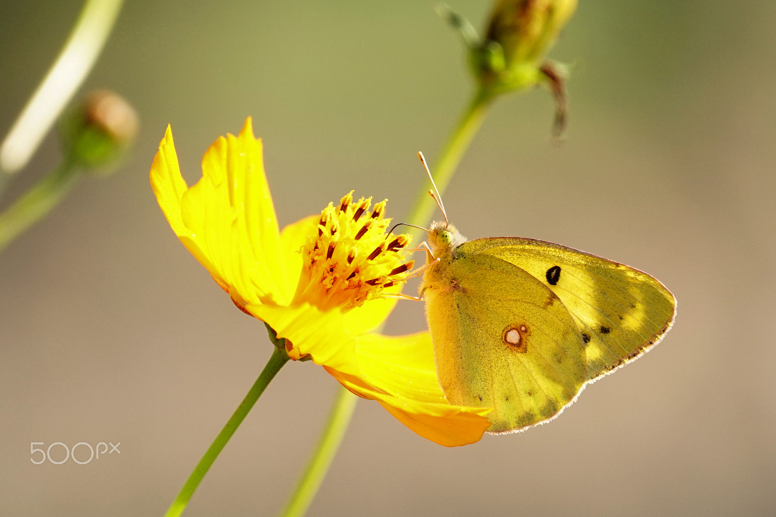 Sony 70-300mm F4.5-5.6 G SSM sample photo. Butterfly #4 photography