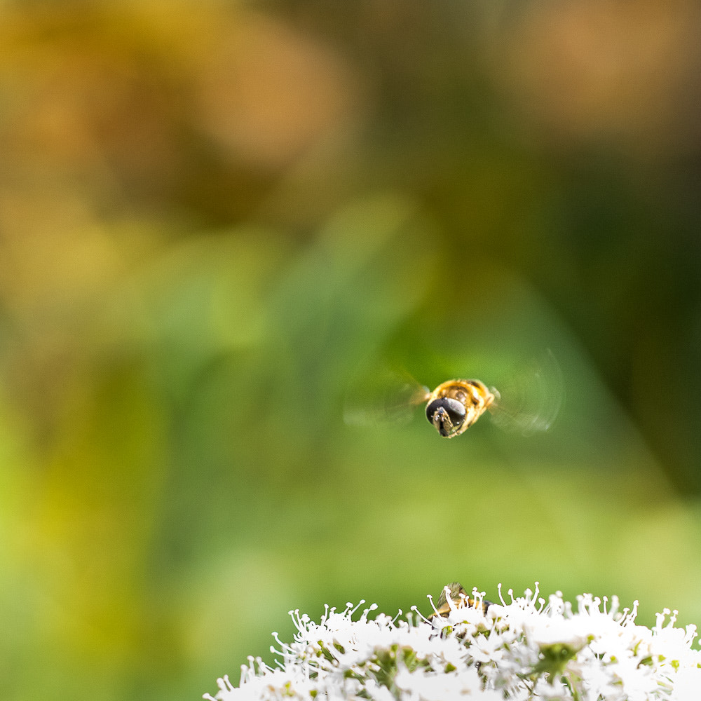 Canon EF 100mm F2.8L Macro IS USM sample photo. Vol stationnaire photography