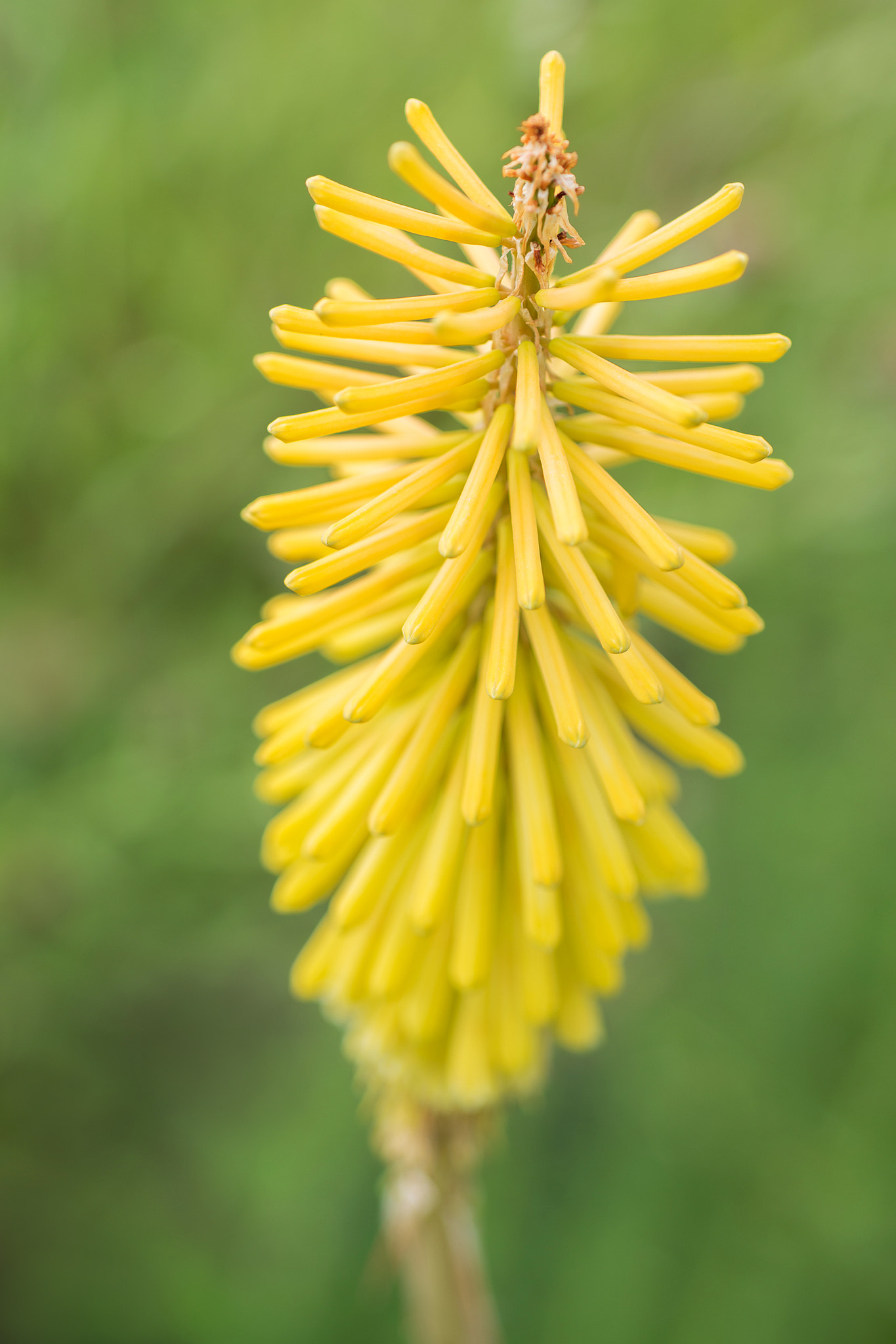 Nikon D800 + Nikon AF Micro-Nikkor 60mm F2.8D sample photo. Kniphofia photography