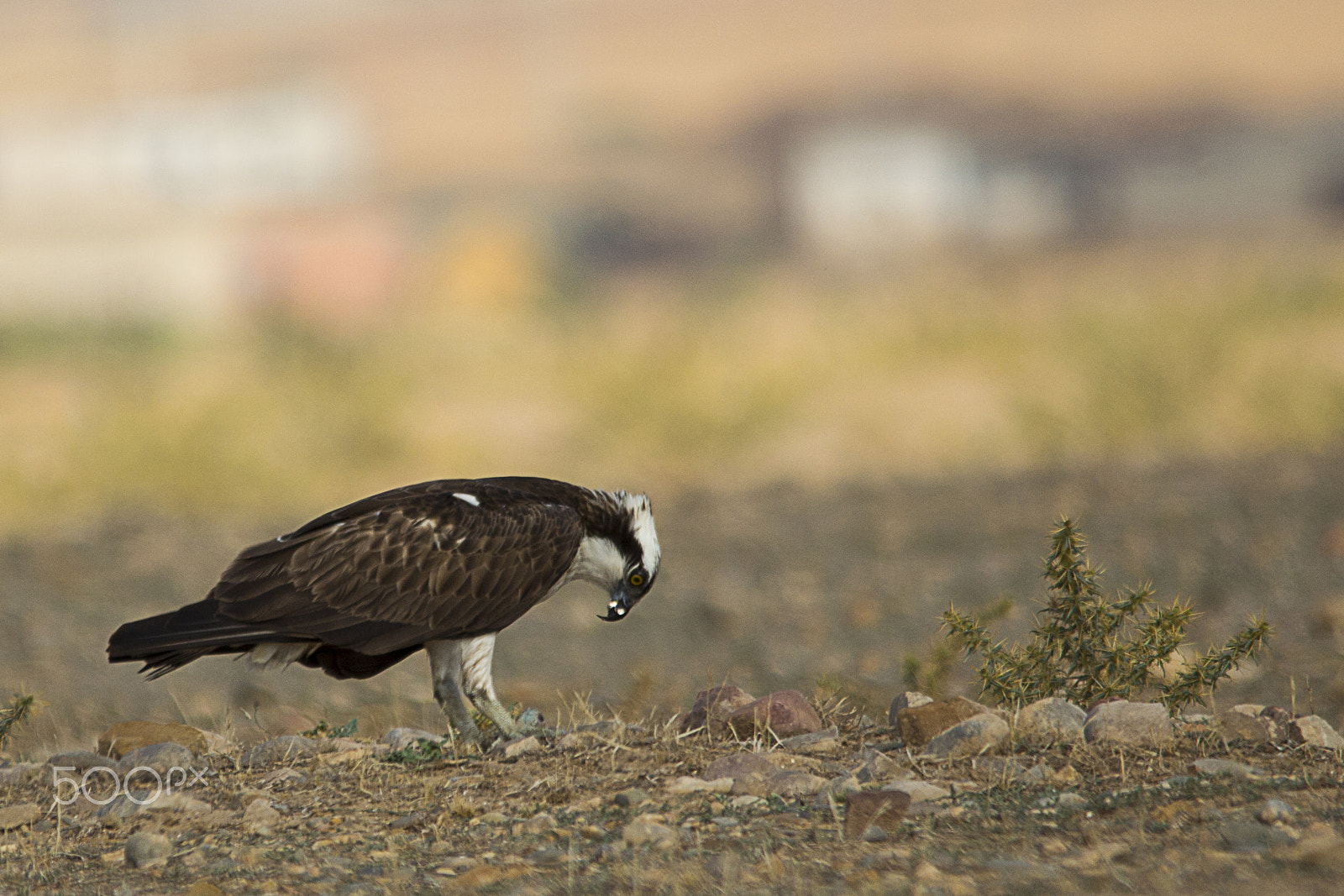 Sigma 150-500mm F5-6.3 DG OS HSM sample photo. Balbuzard pecheur photography